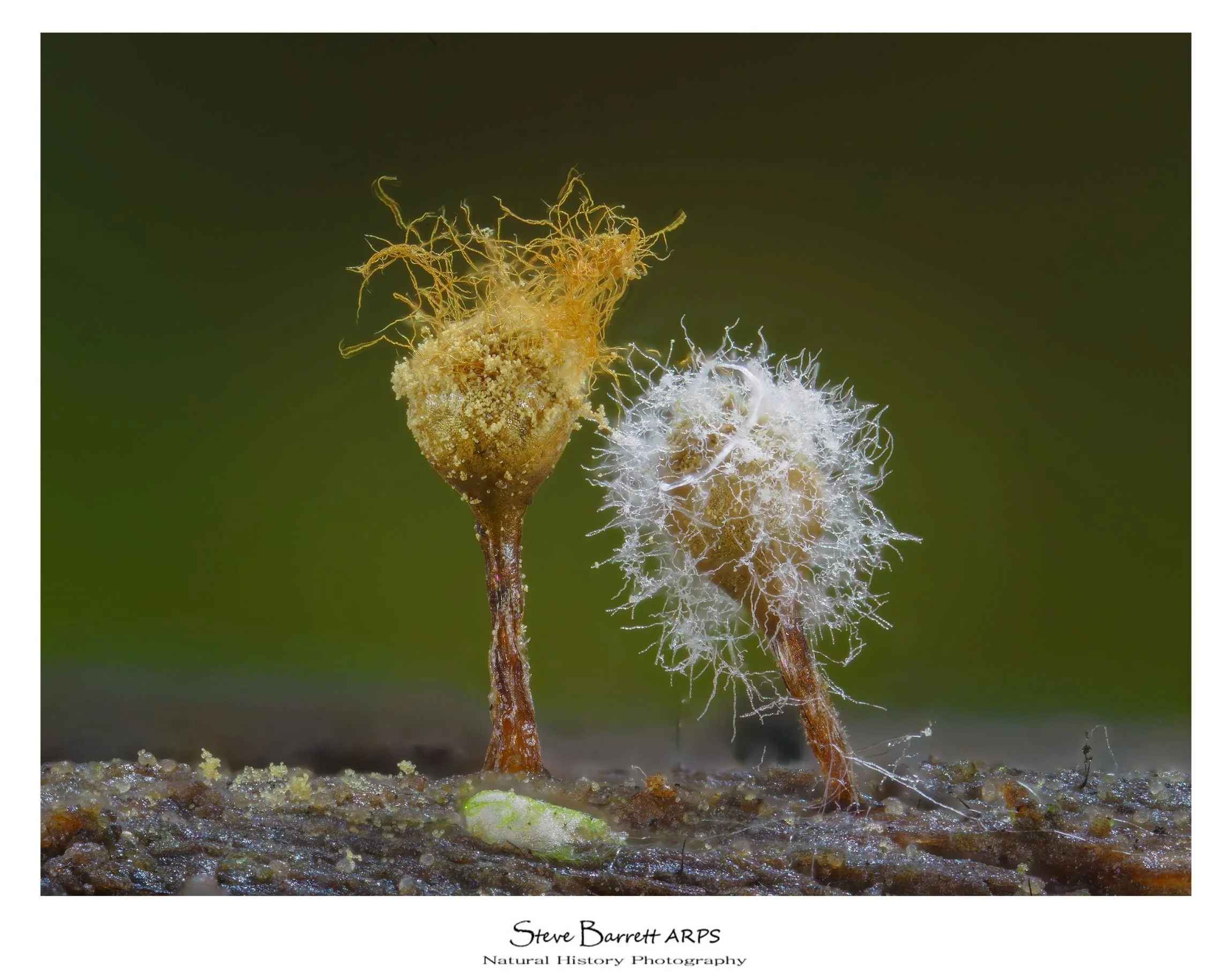 Slime Mold