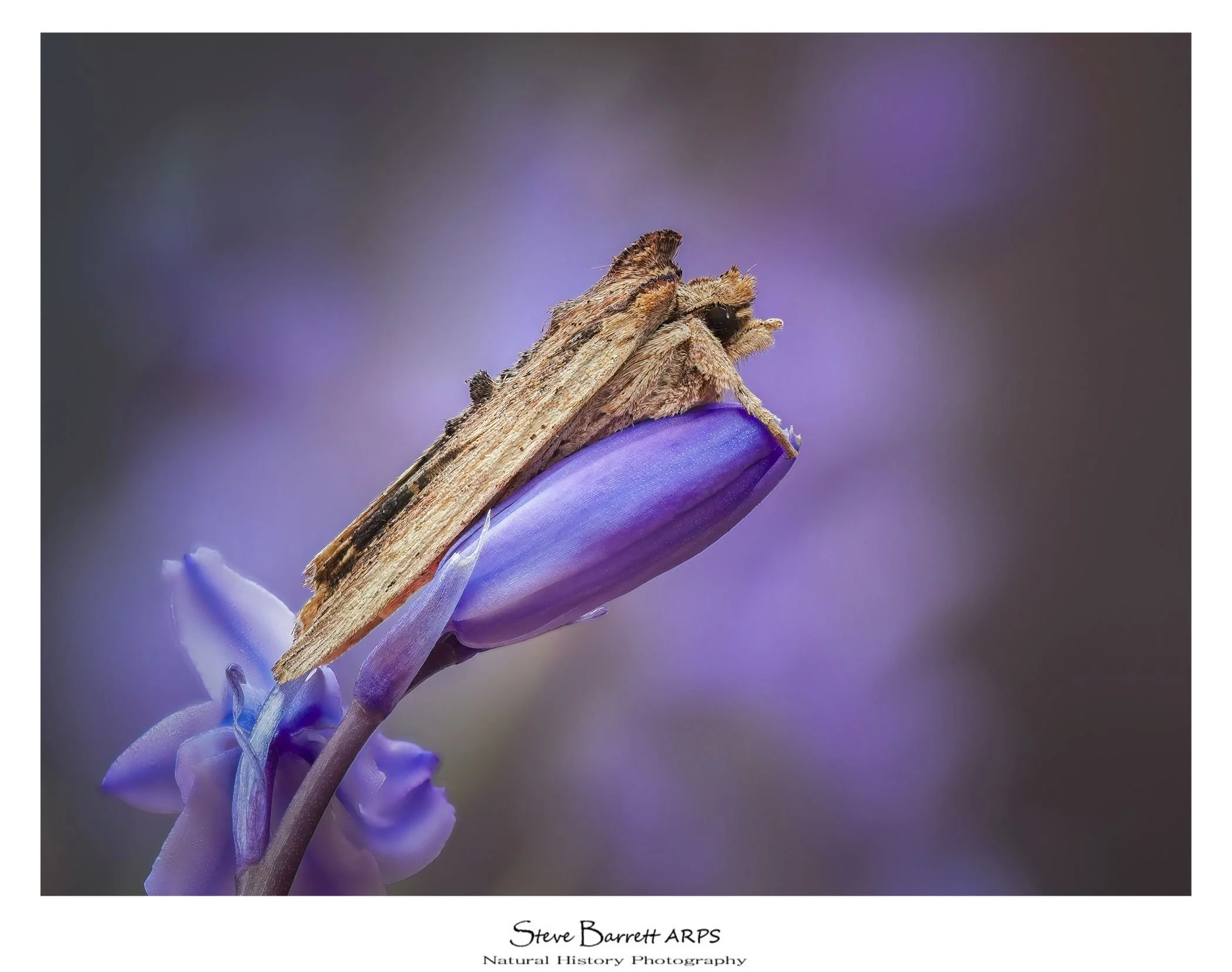 Tawny Pinion