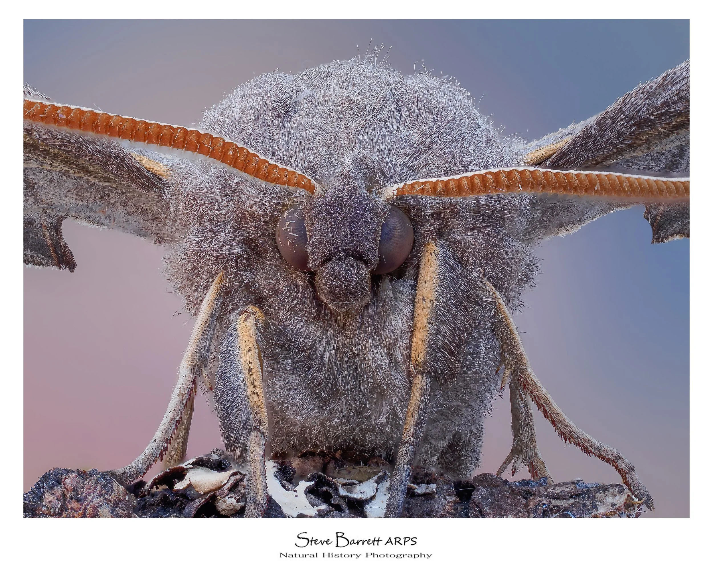 Poplar Hawkmoth