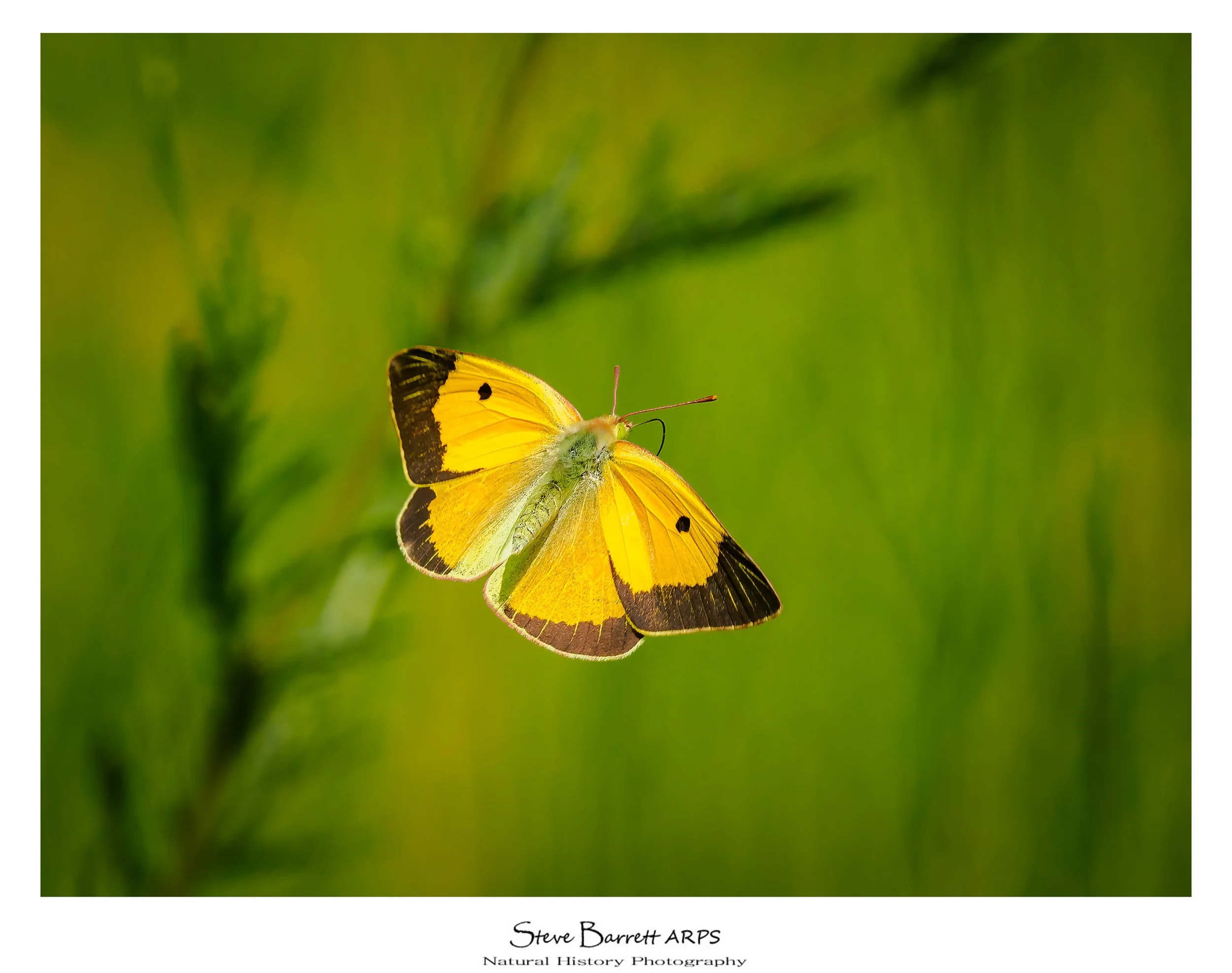 Clouded Yellow