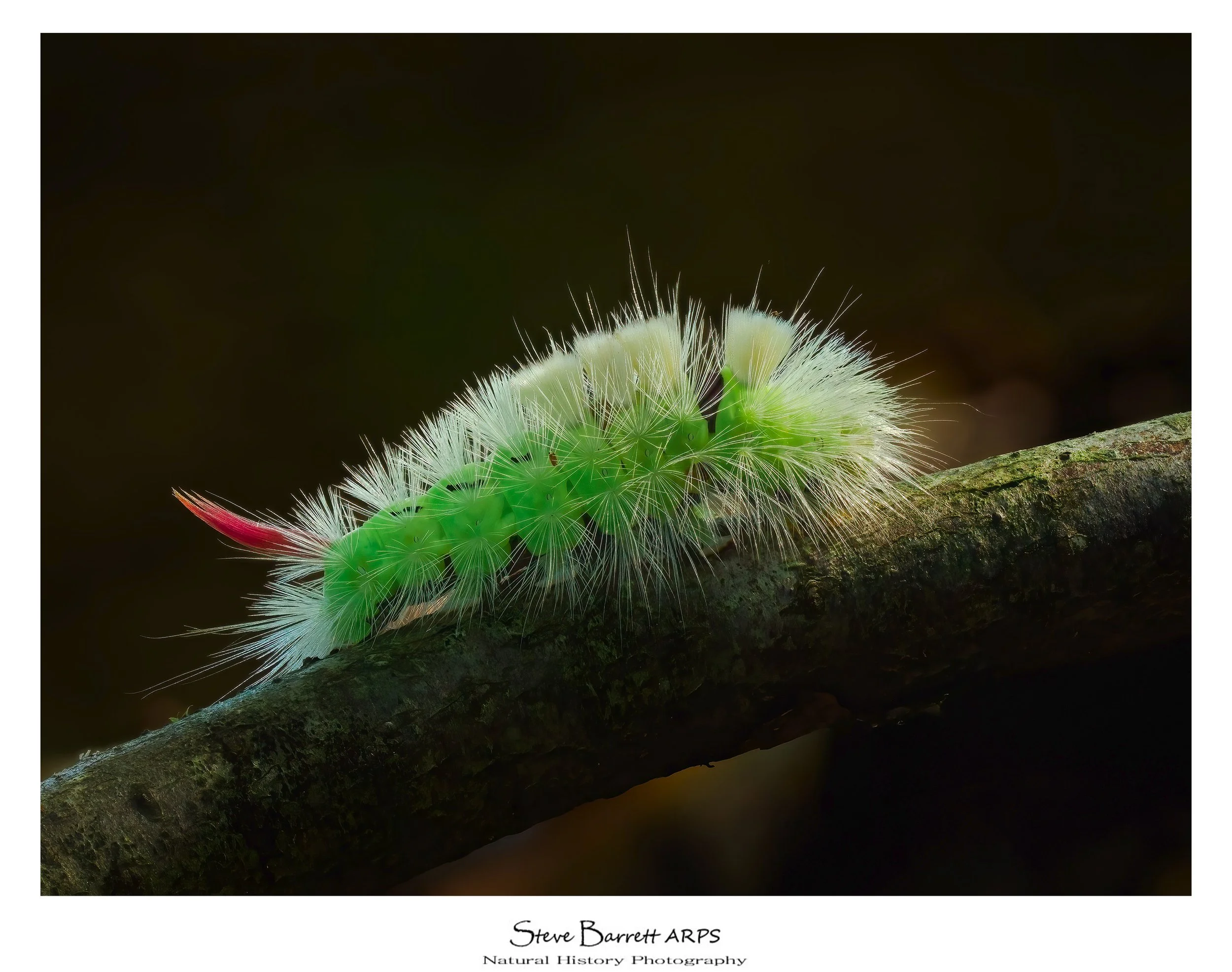 Pale Tussock Larva