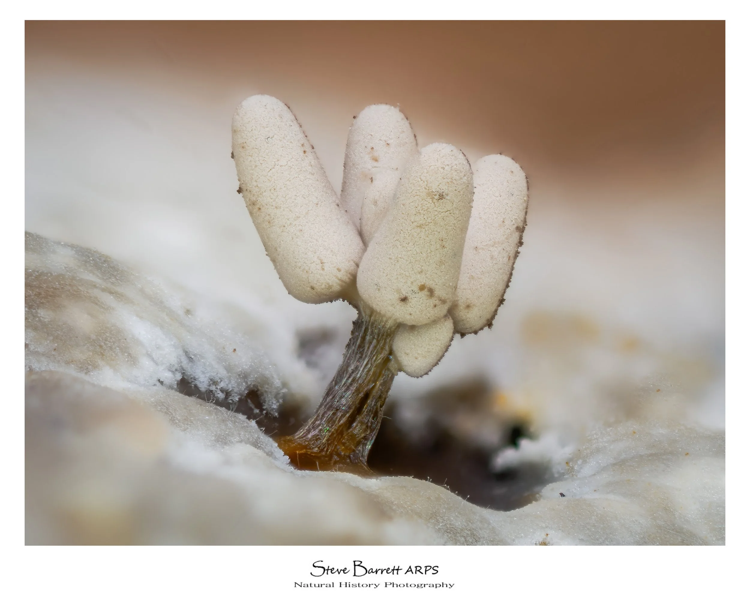 Slime Mold