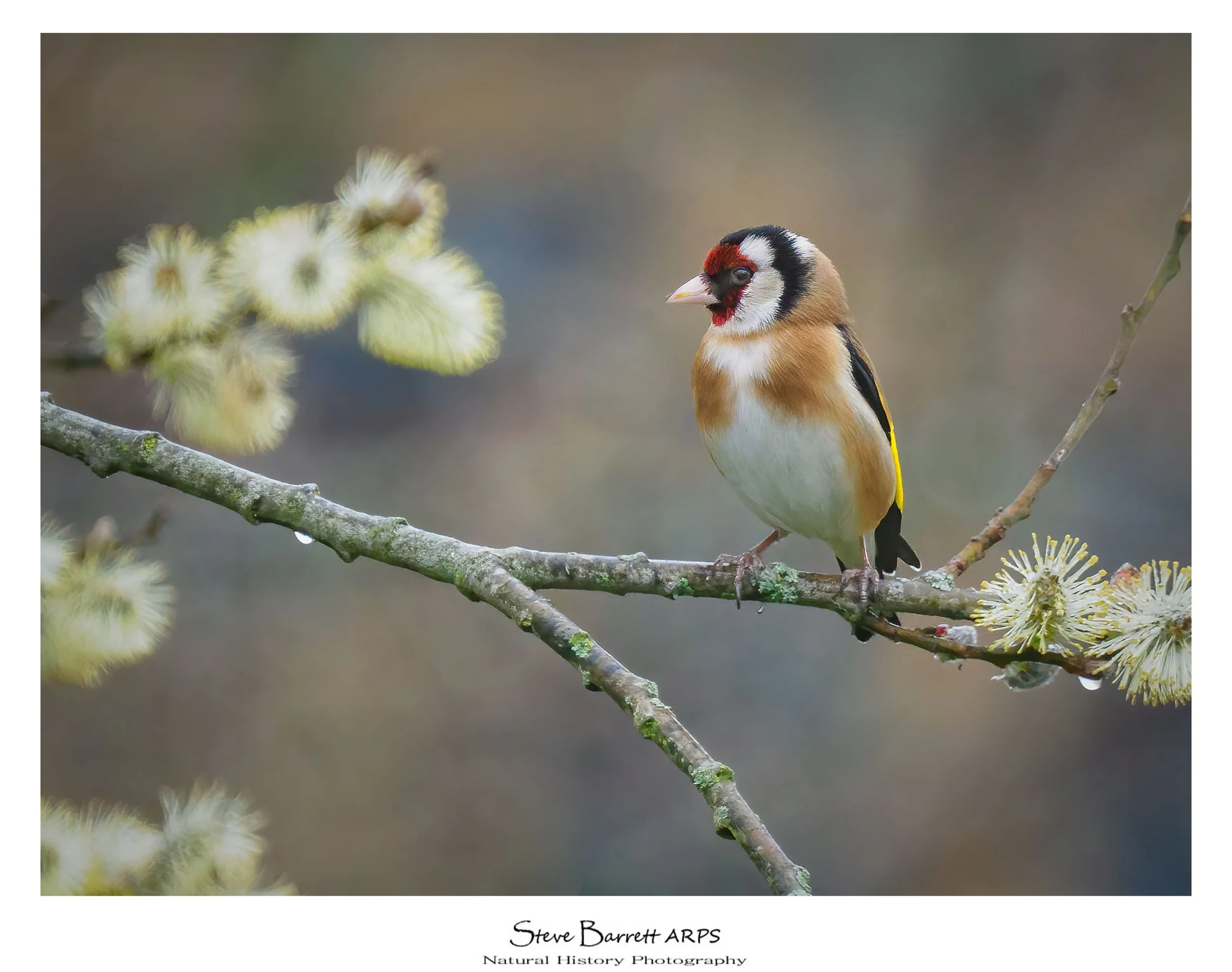 Goldfinch