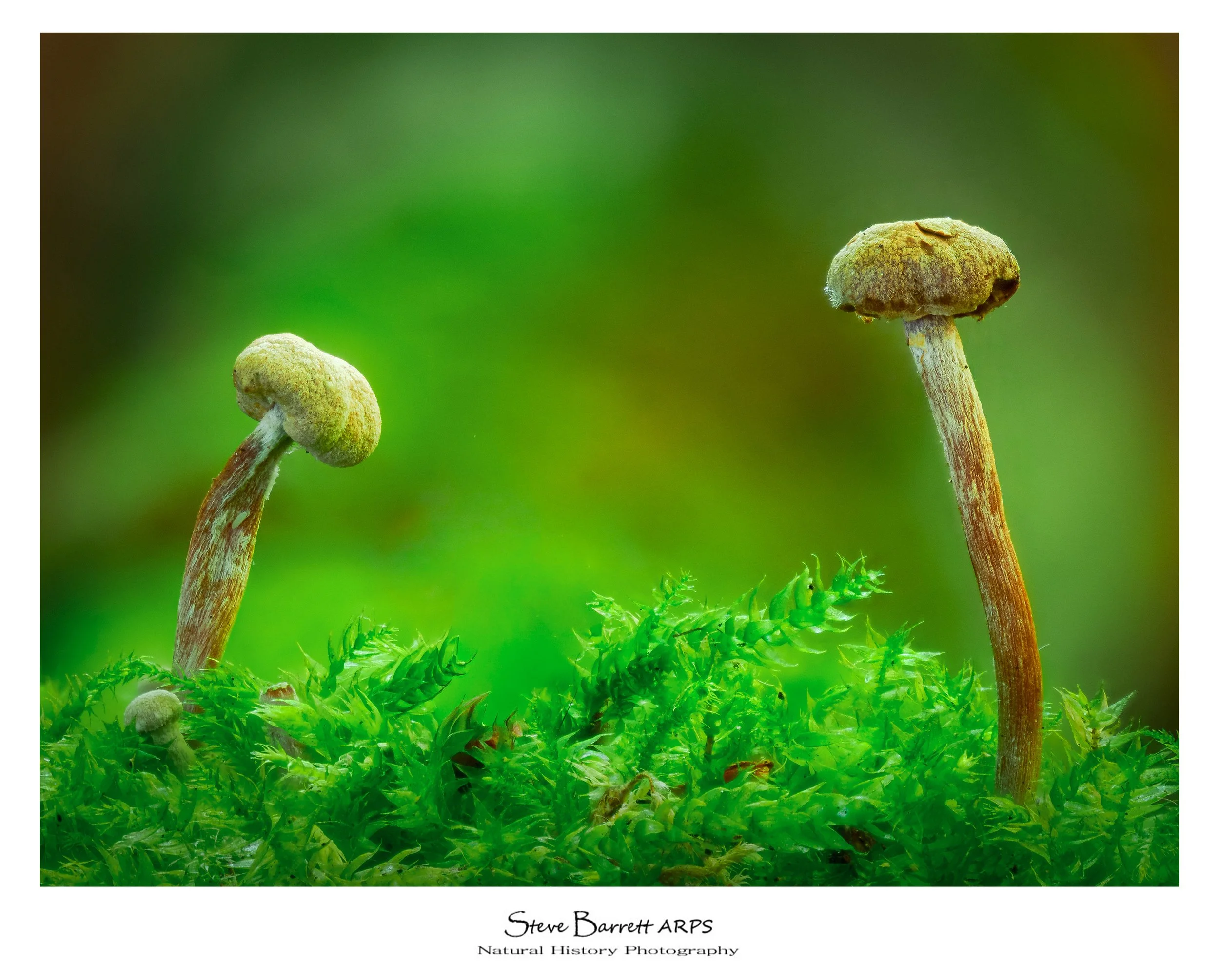 Fungi