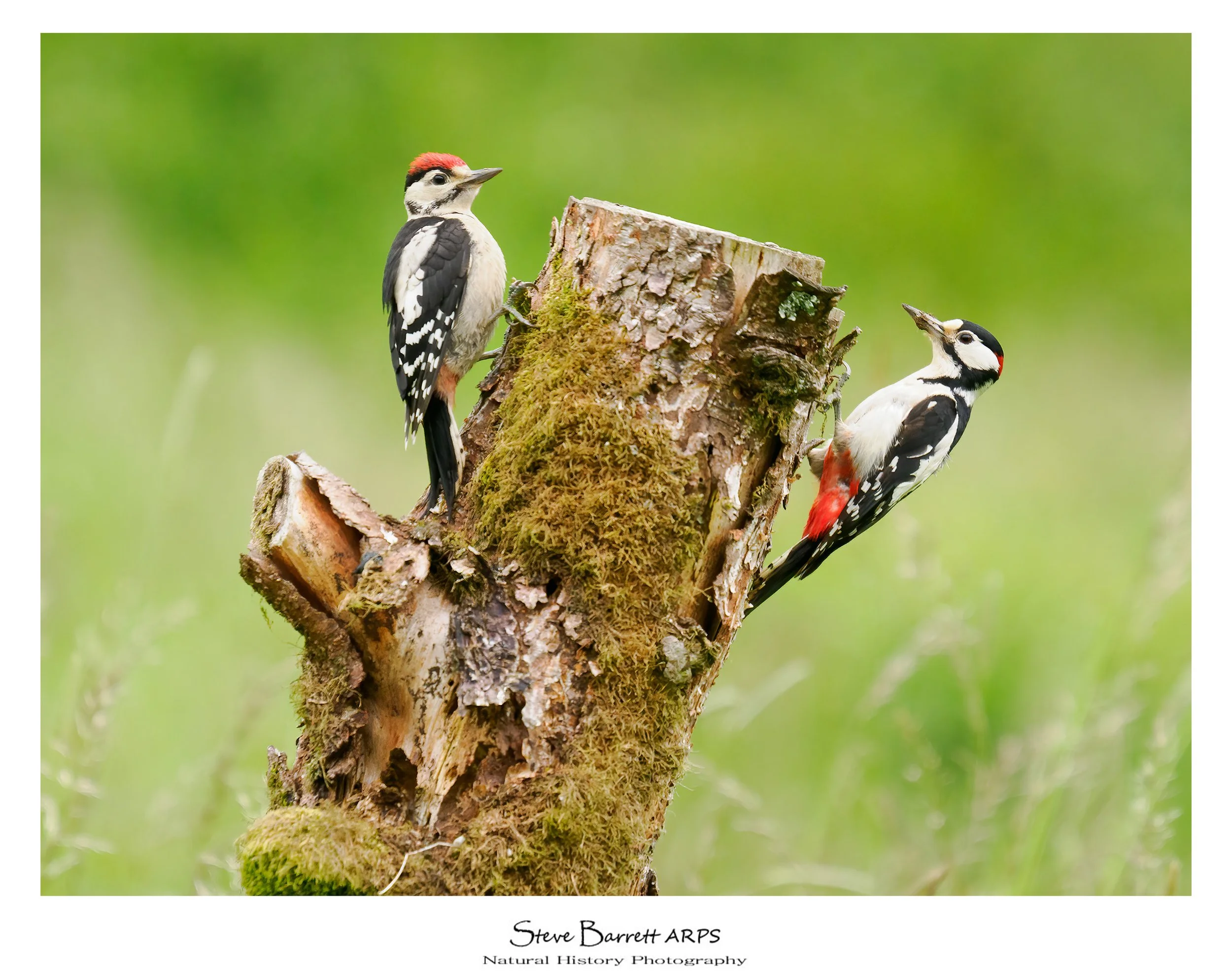 Great Spotted Woodpecker