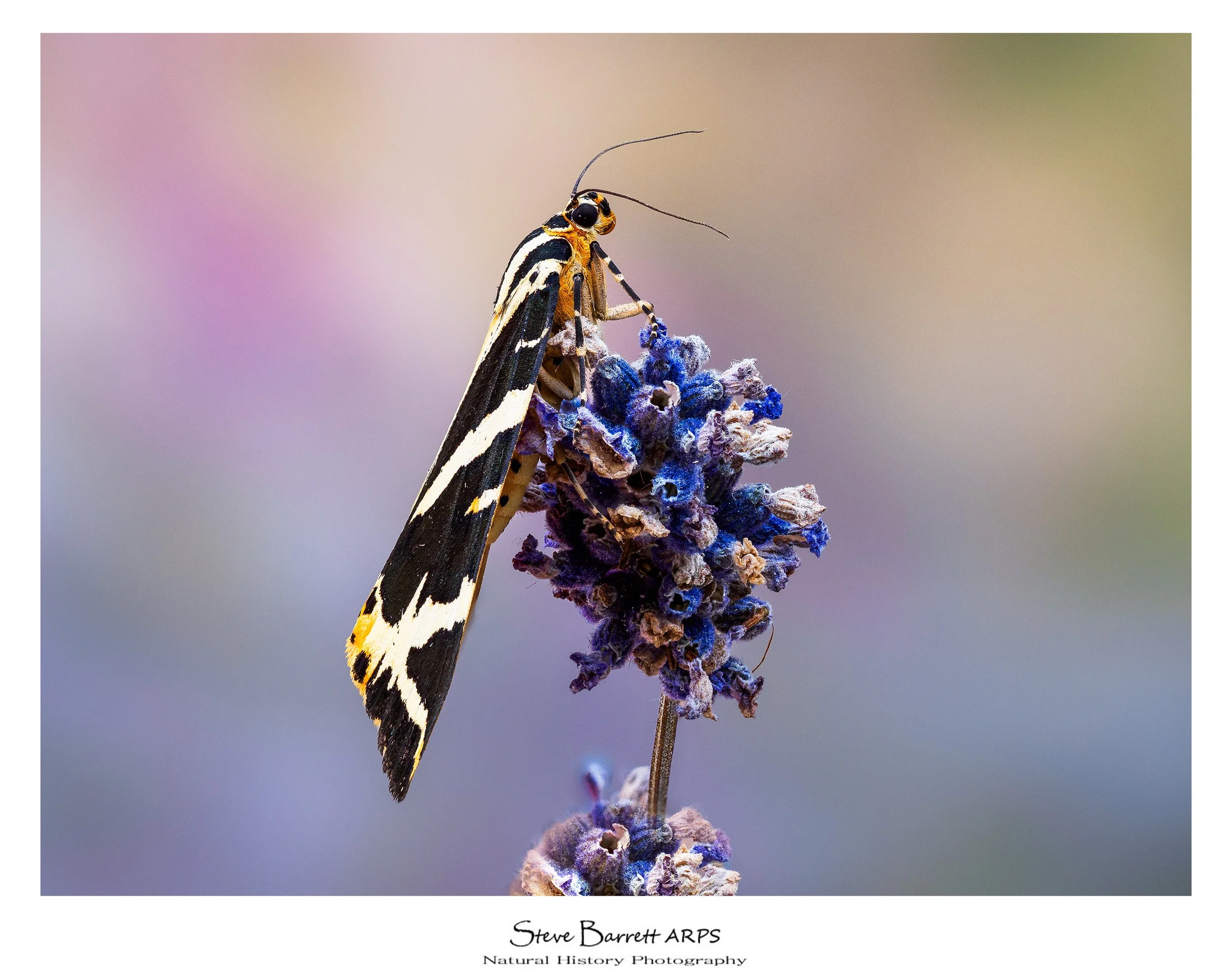 Jersey Tiger Moth