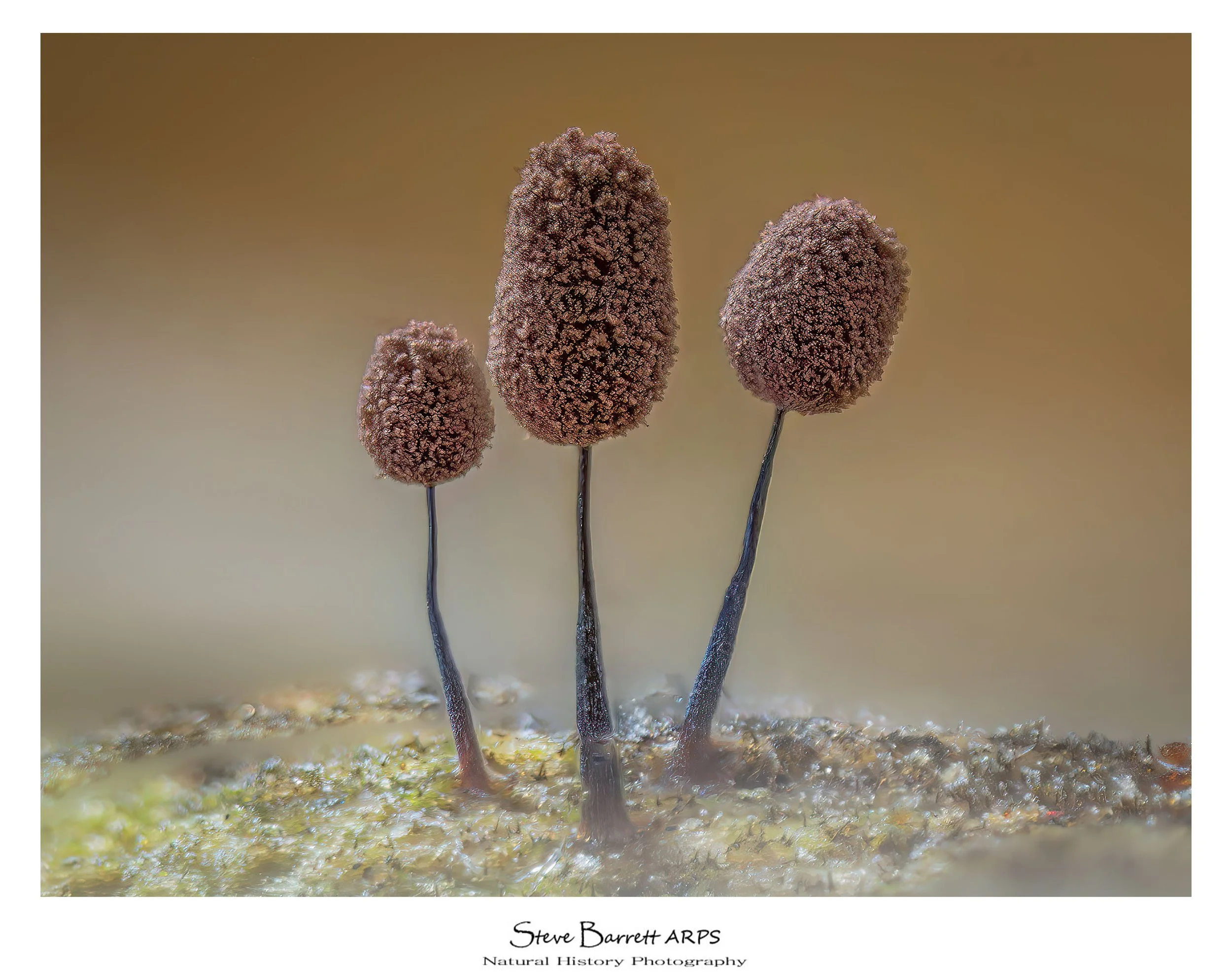 Slime Mold