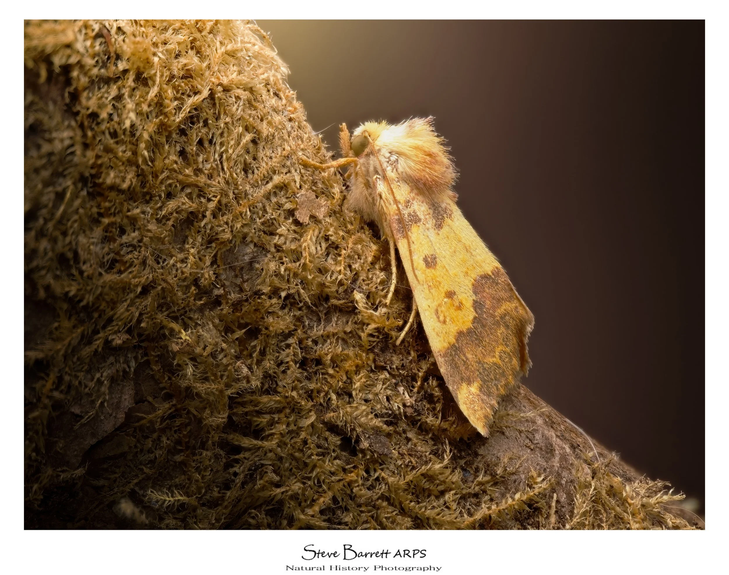 Barred Sallow