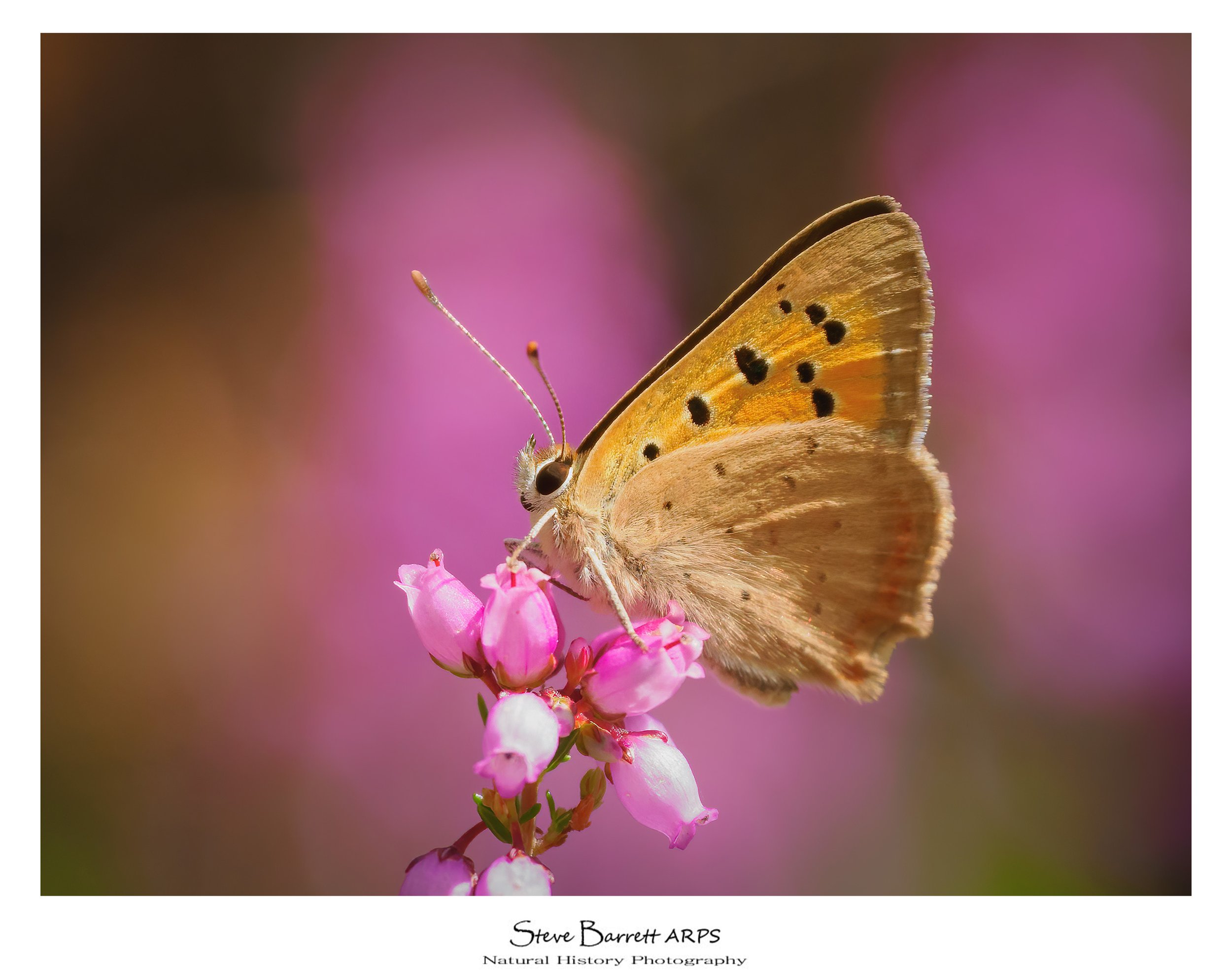 Small Copper