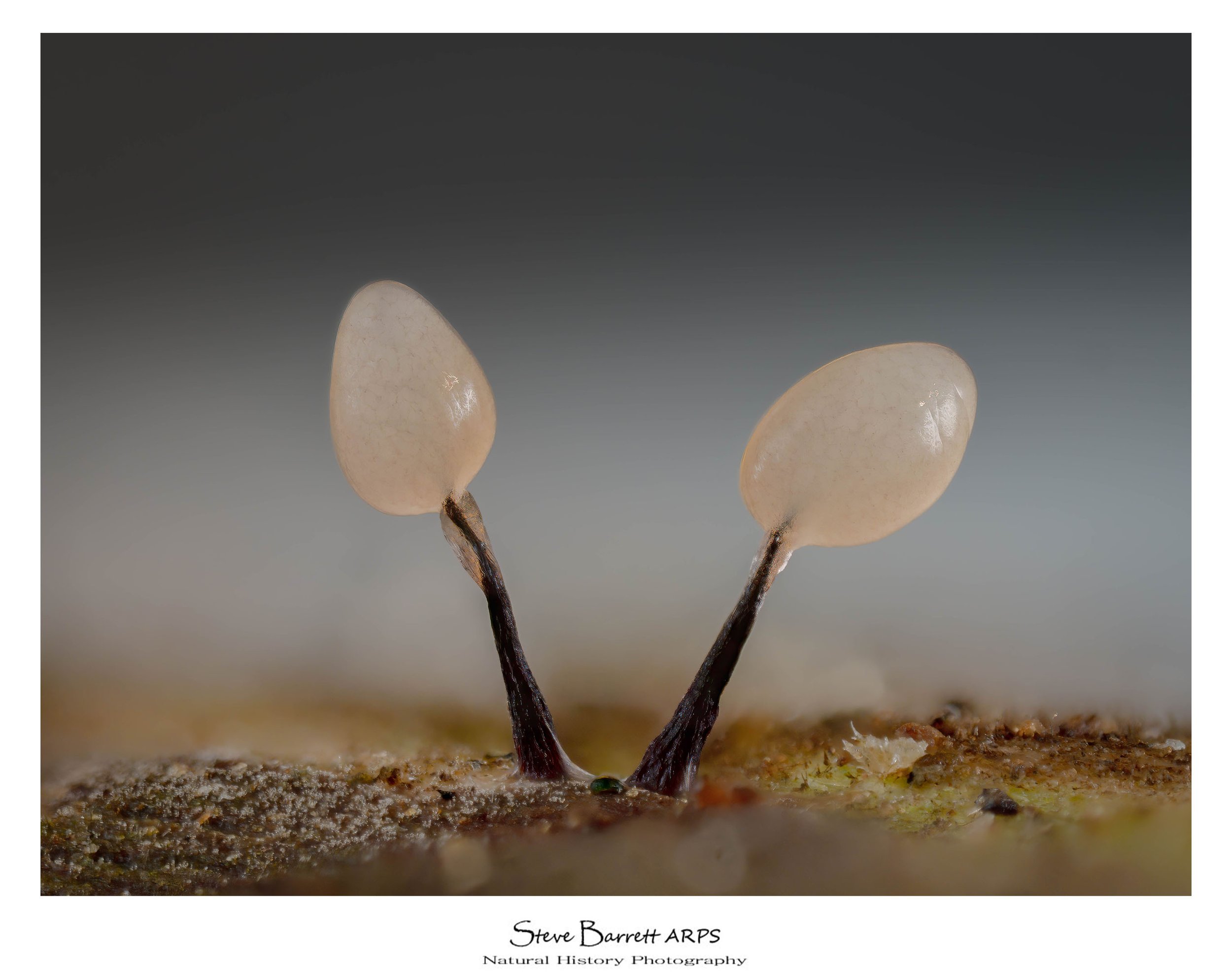 Slime Mold