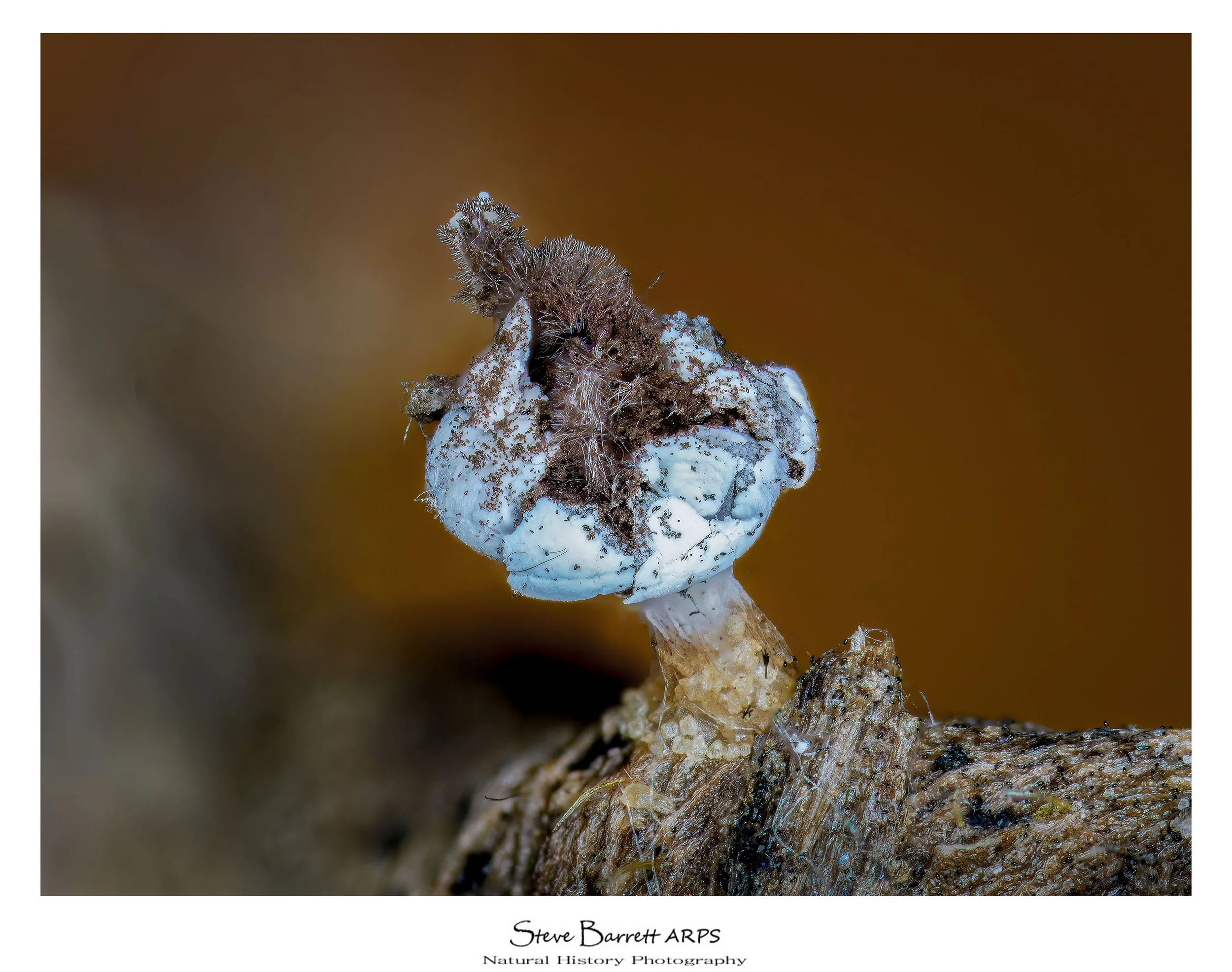 Slime Mold