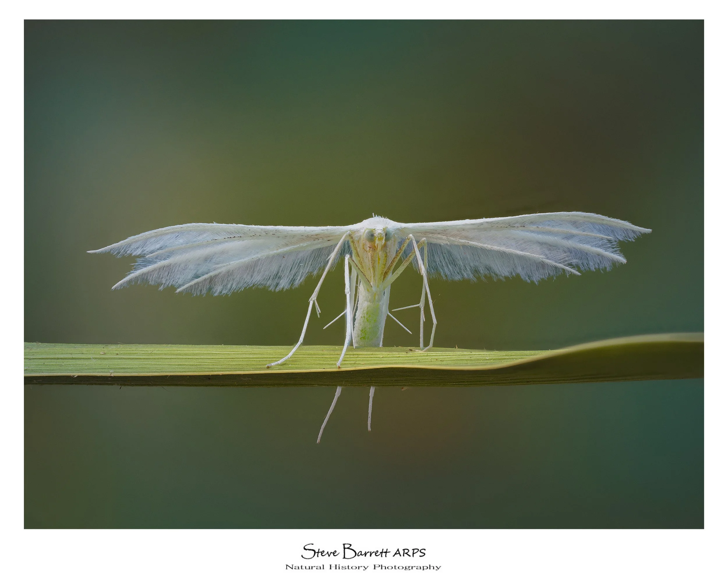 White Plume Moth