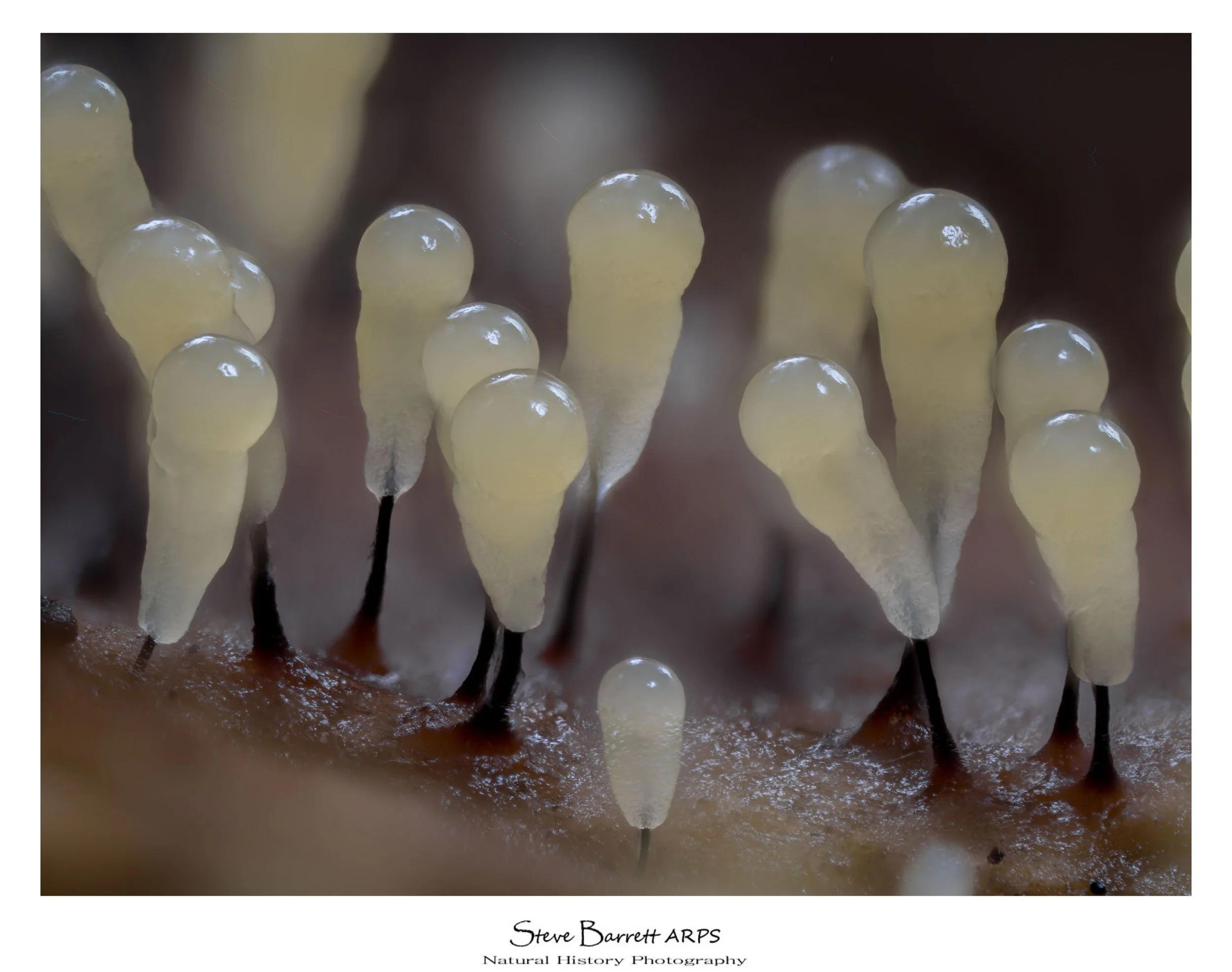 Slime Mold