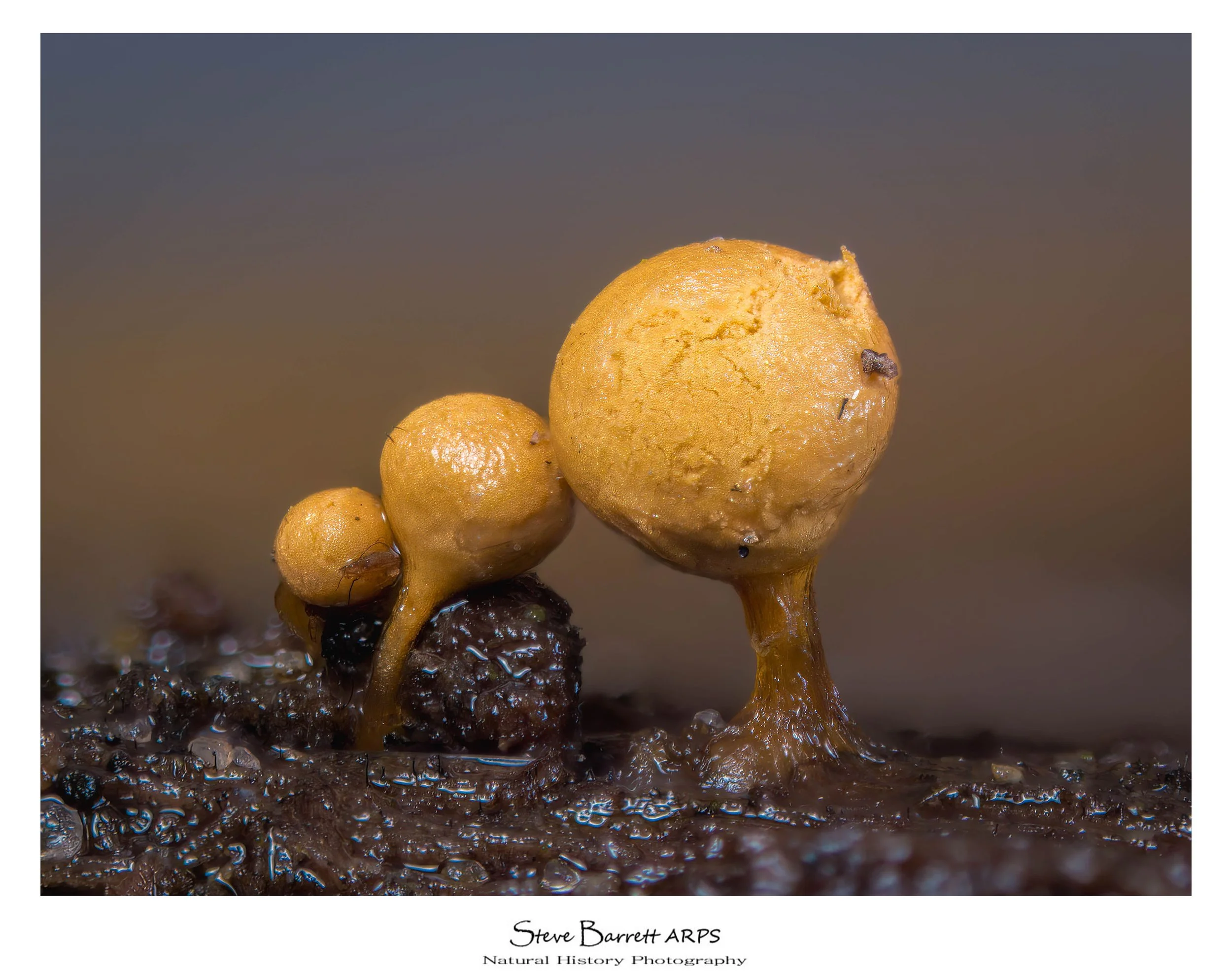 Slime Mold