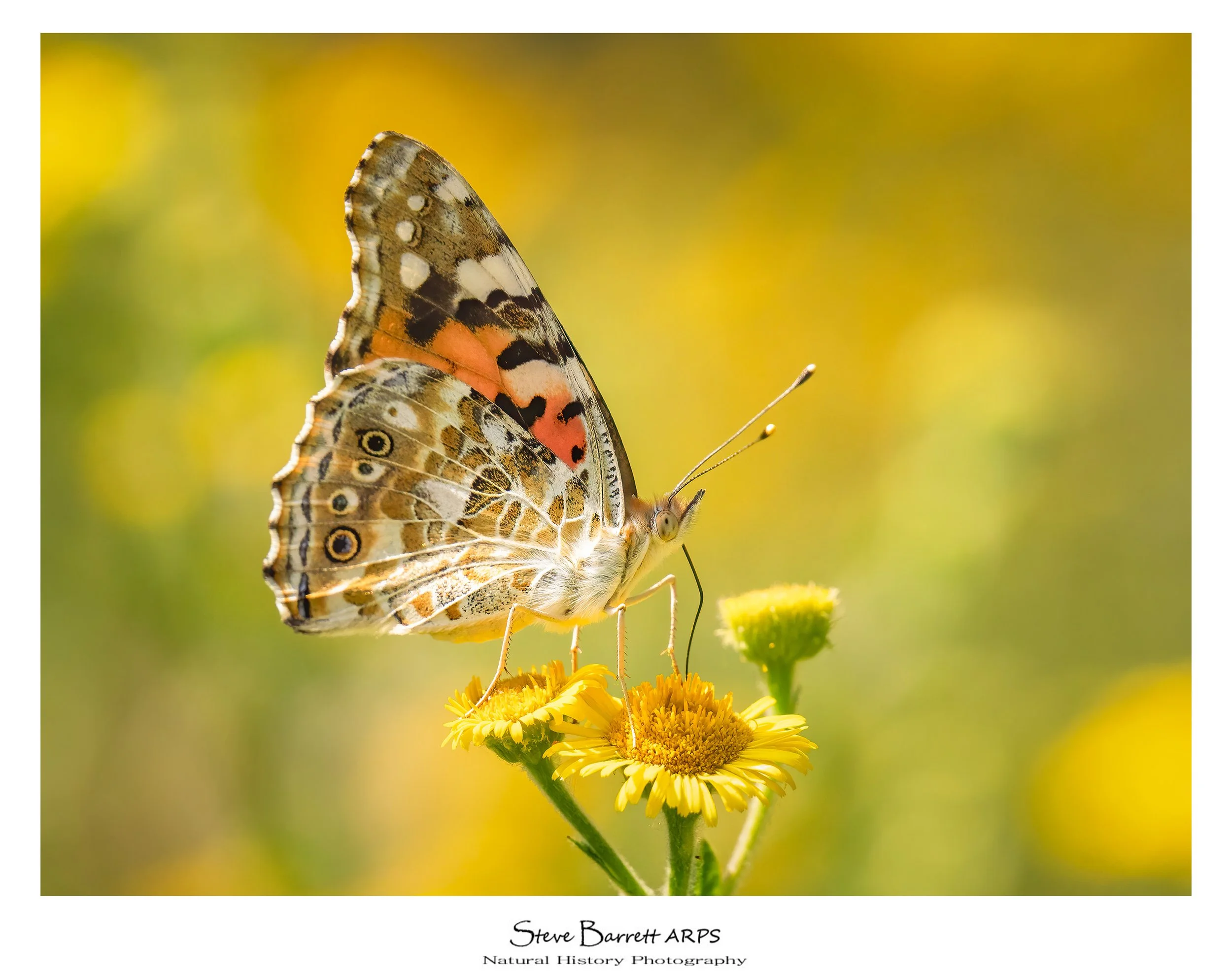 Painted Lady