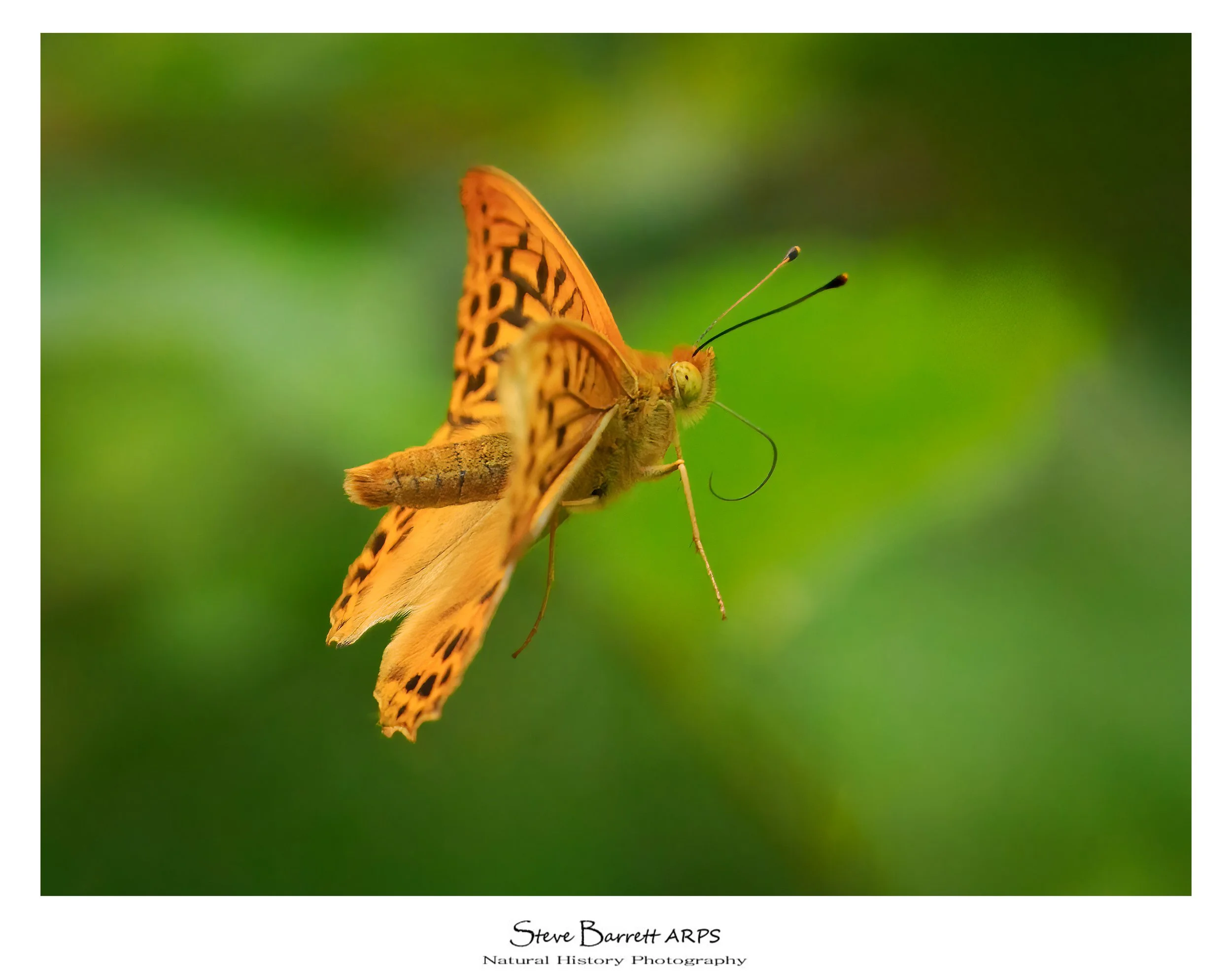 Sliver Washed Fritillary