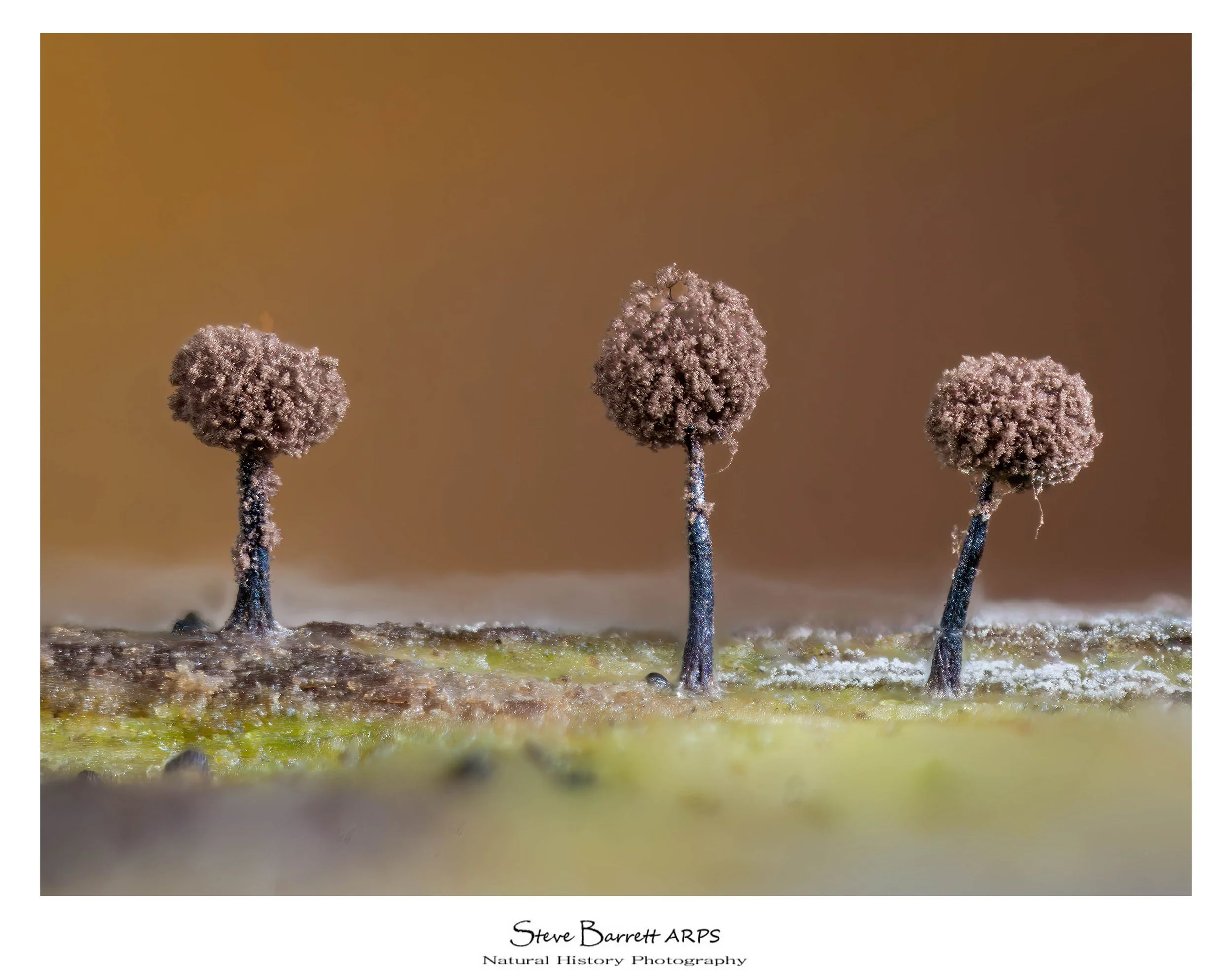 Slime Mold