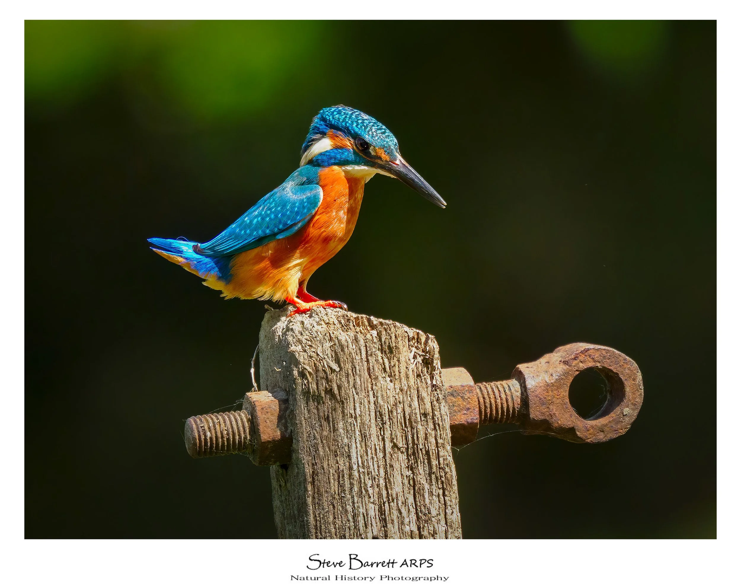 Kingfisher