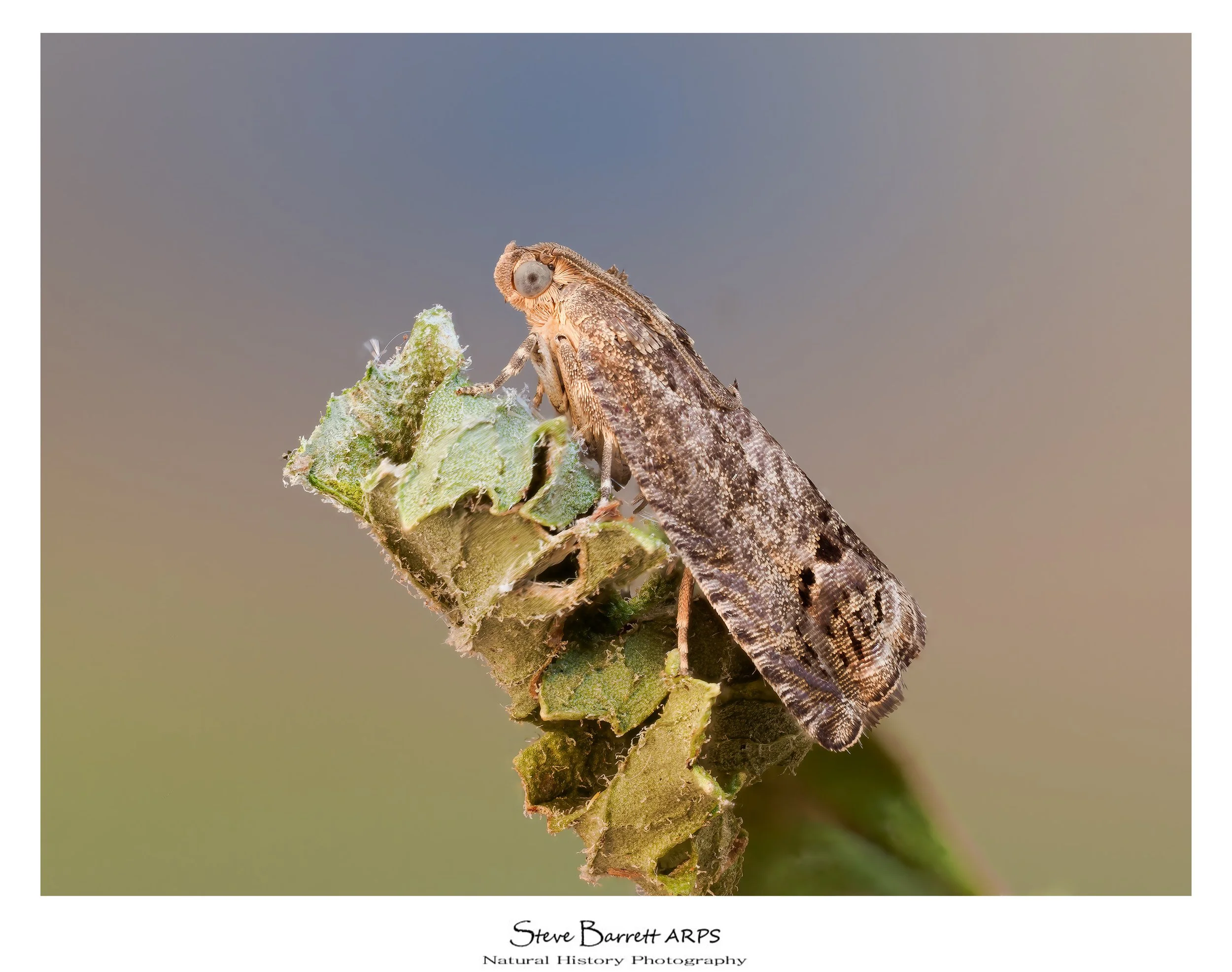 Cydia splendana