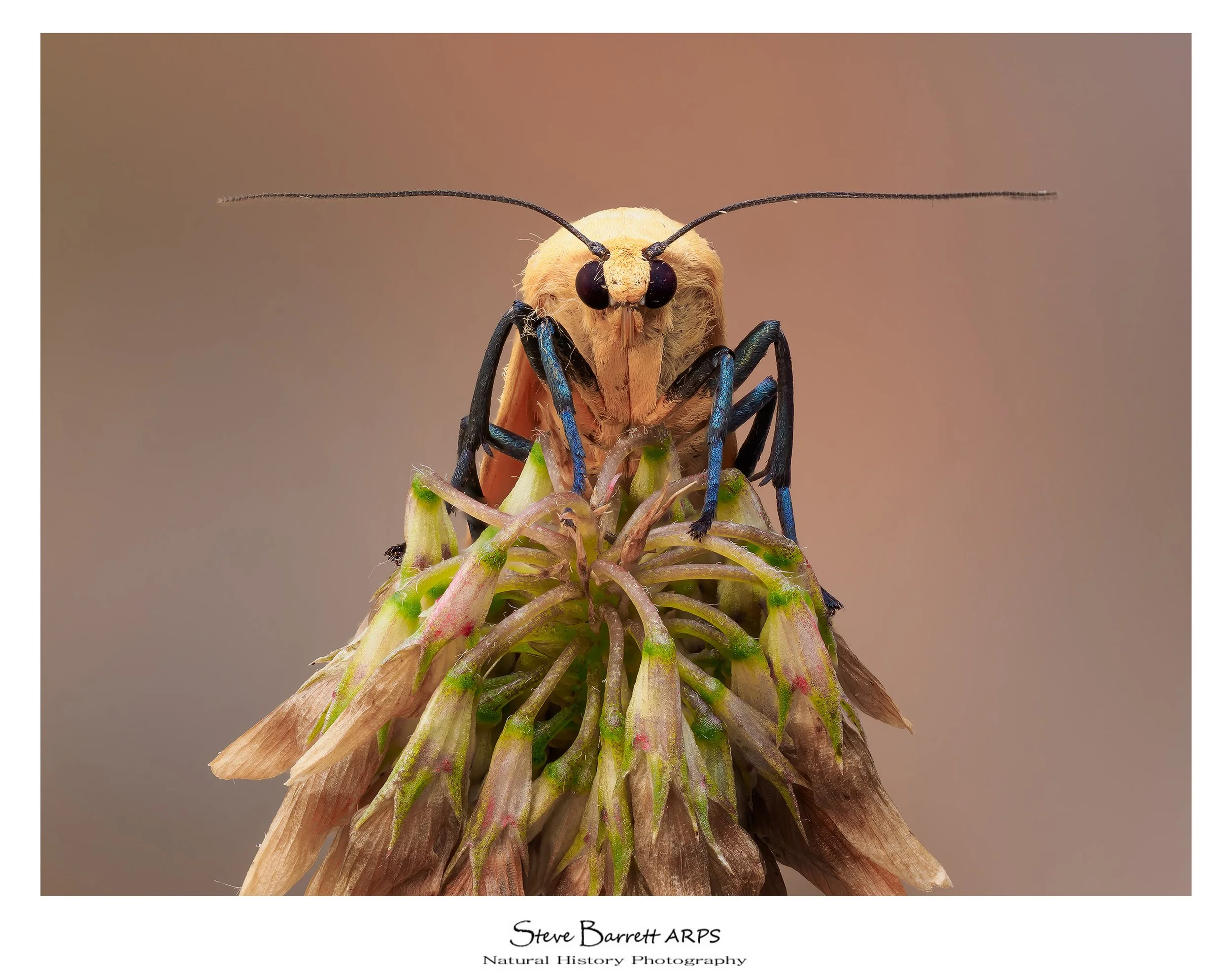 Four Spotted Footman