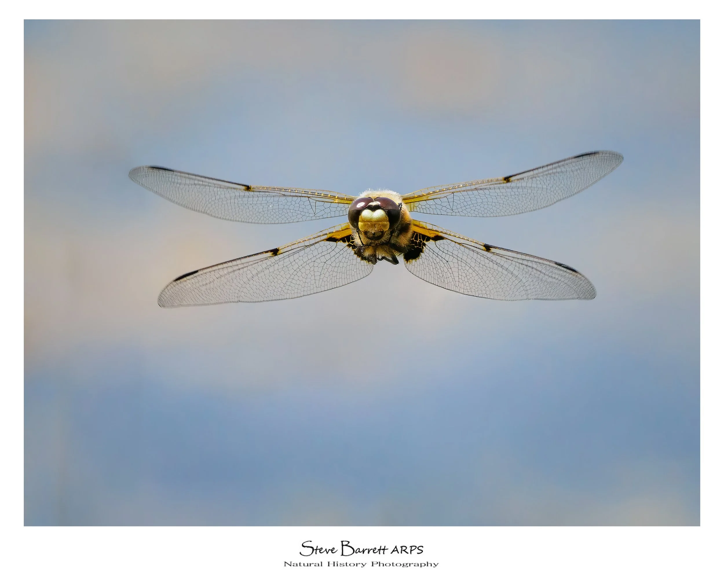 Four Spot Chaser