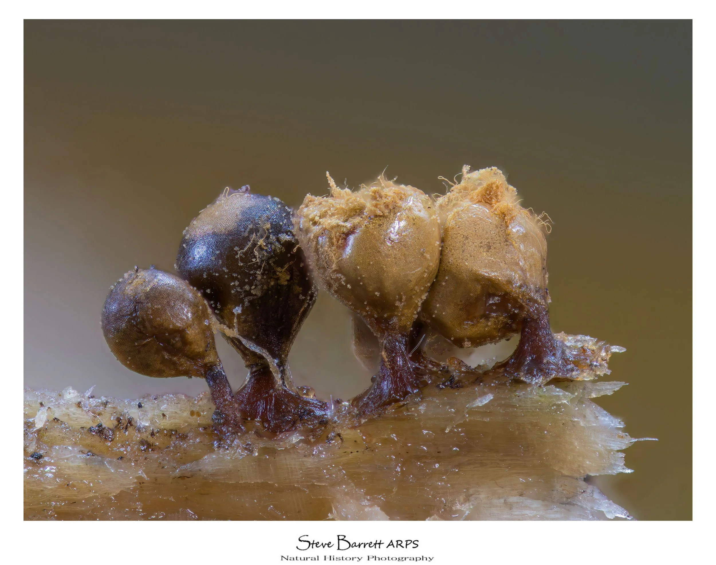 Slime Mold