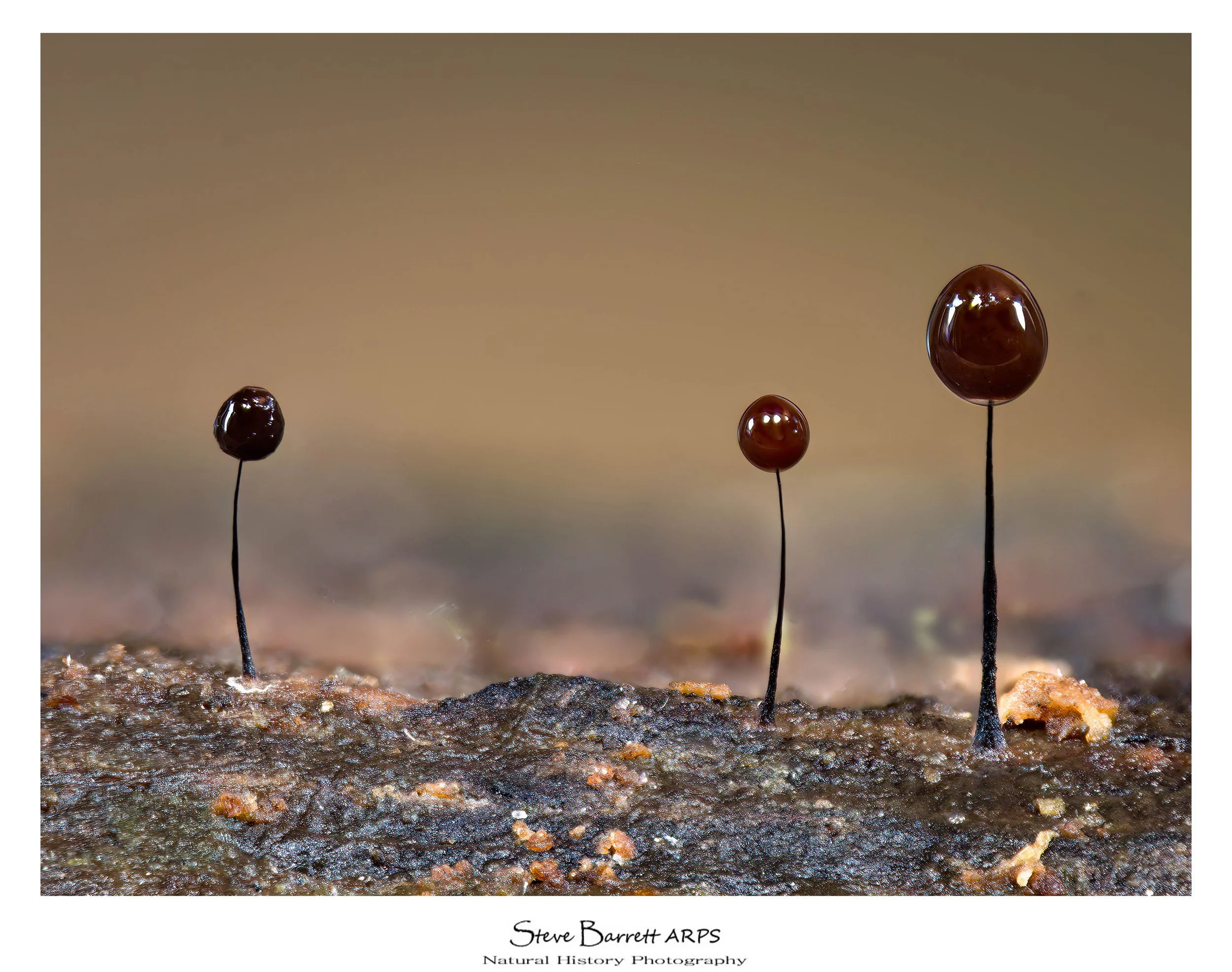 Slime Mold