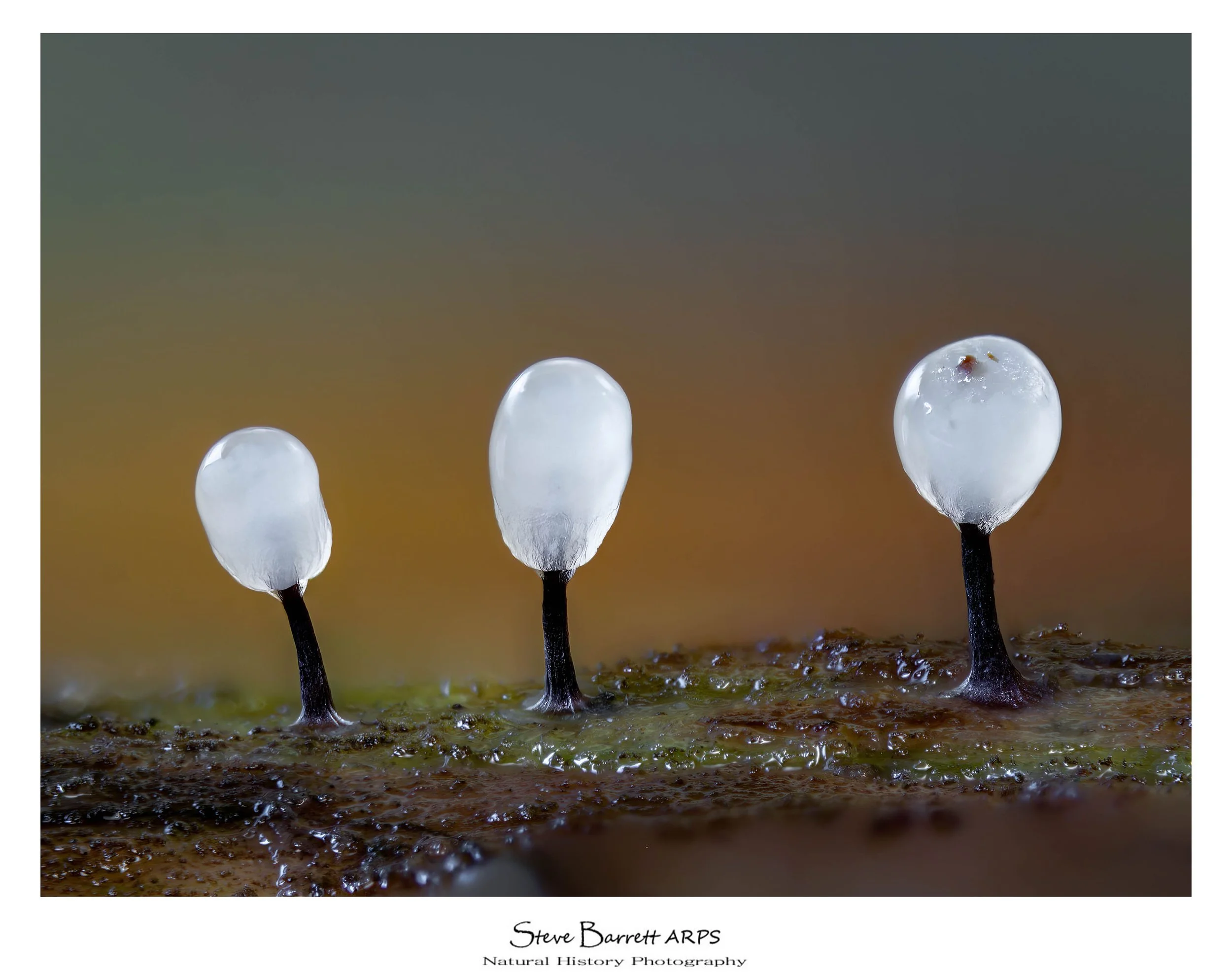 Slime Mold