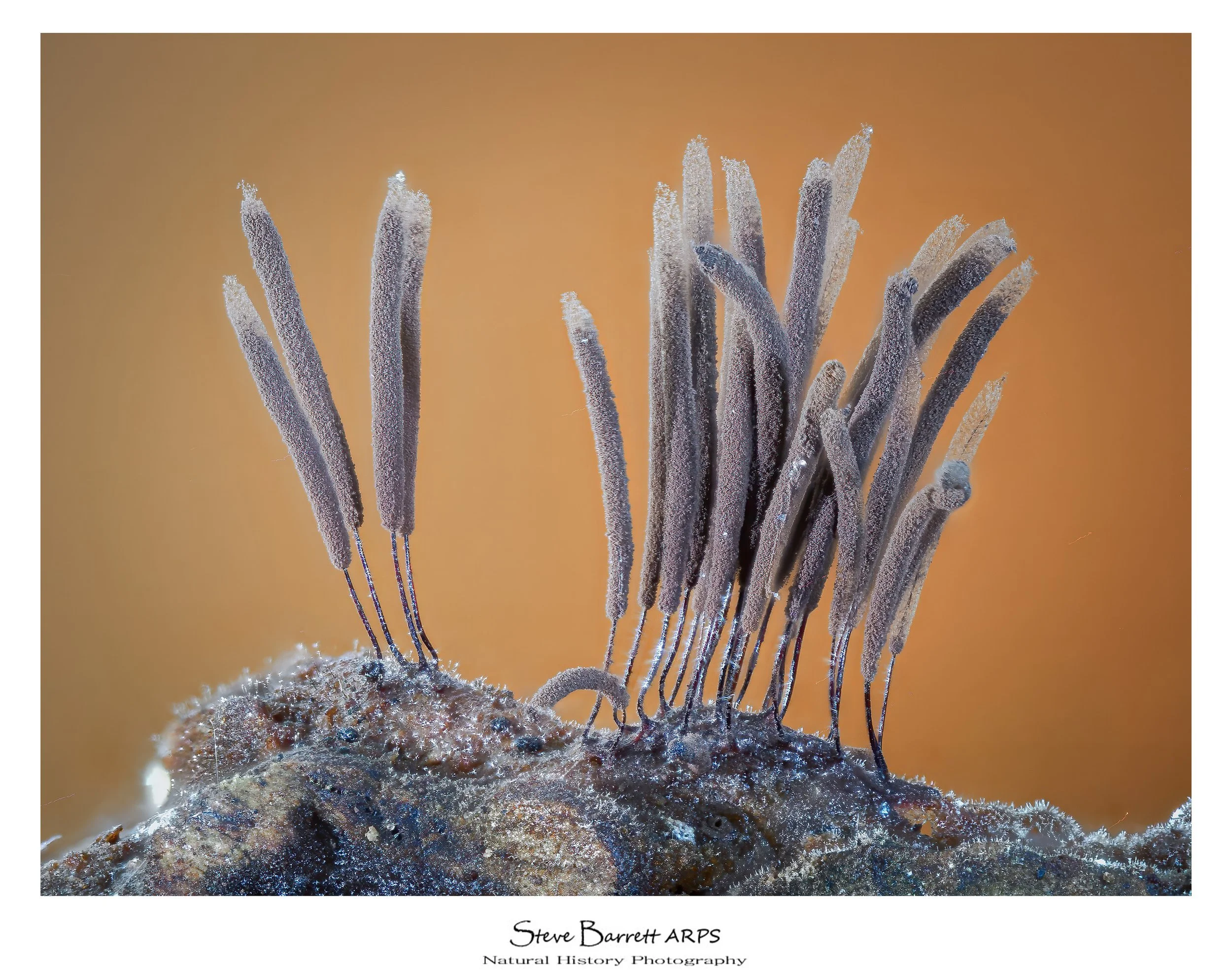 Stemonitis spp of slime mold