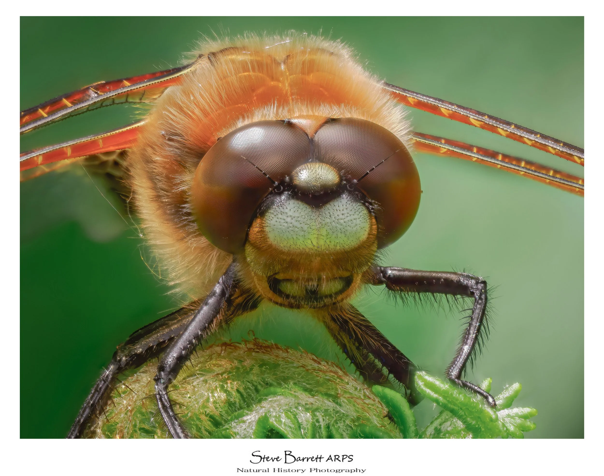 Four Spot Chaser