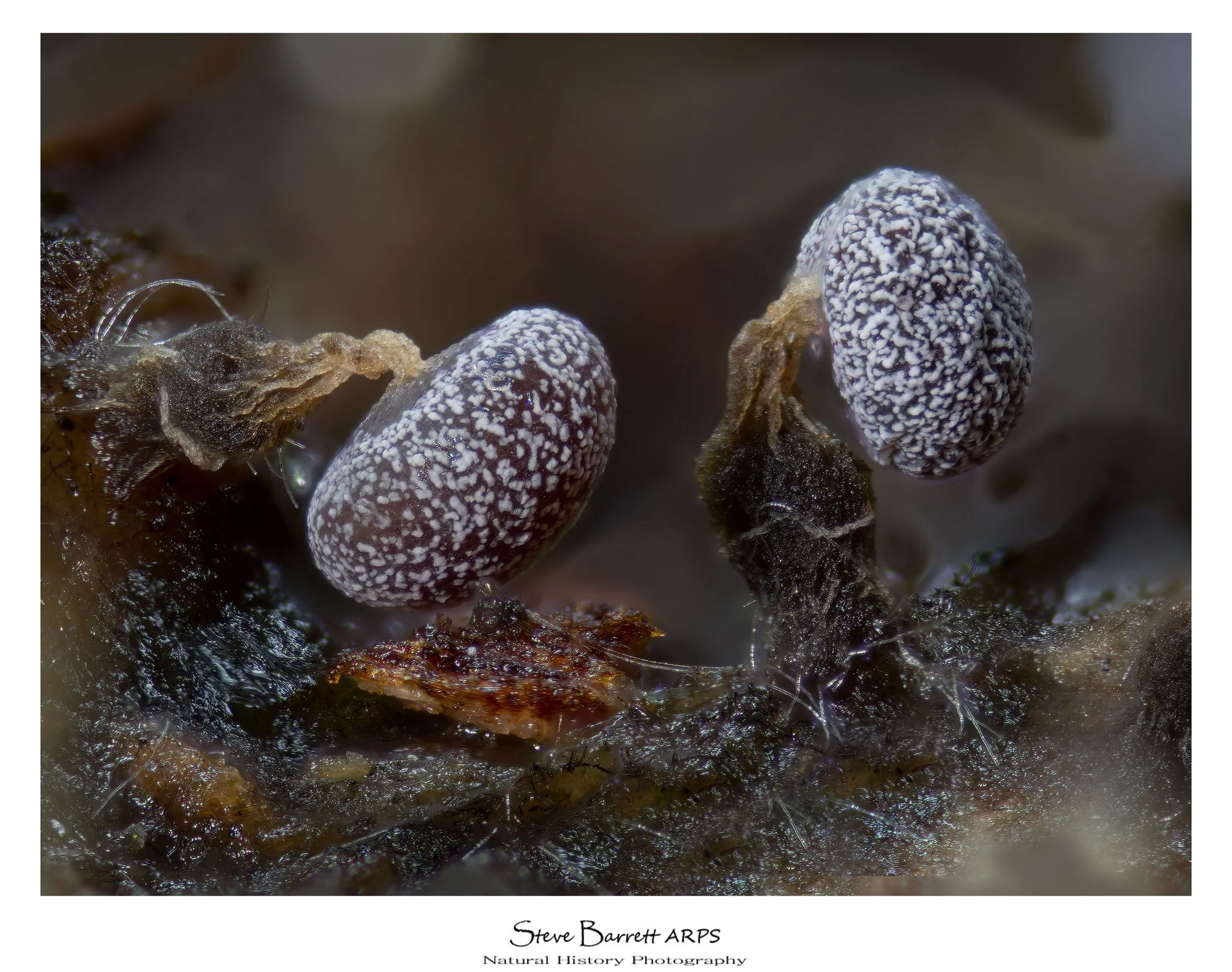 Slime Mold