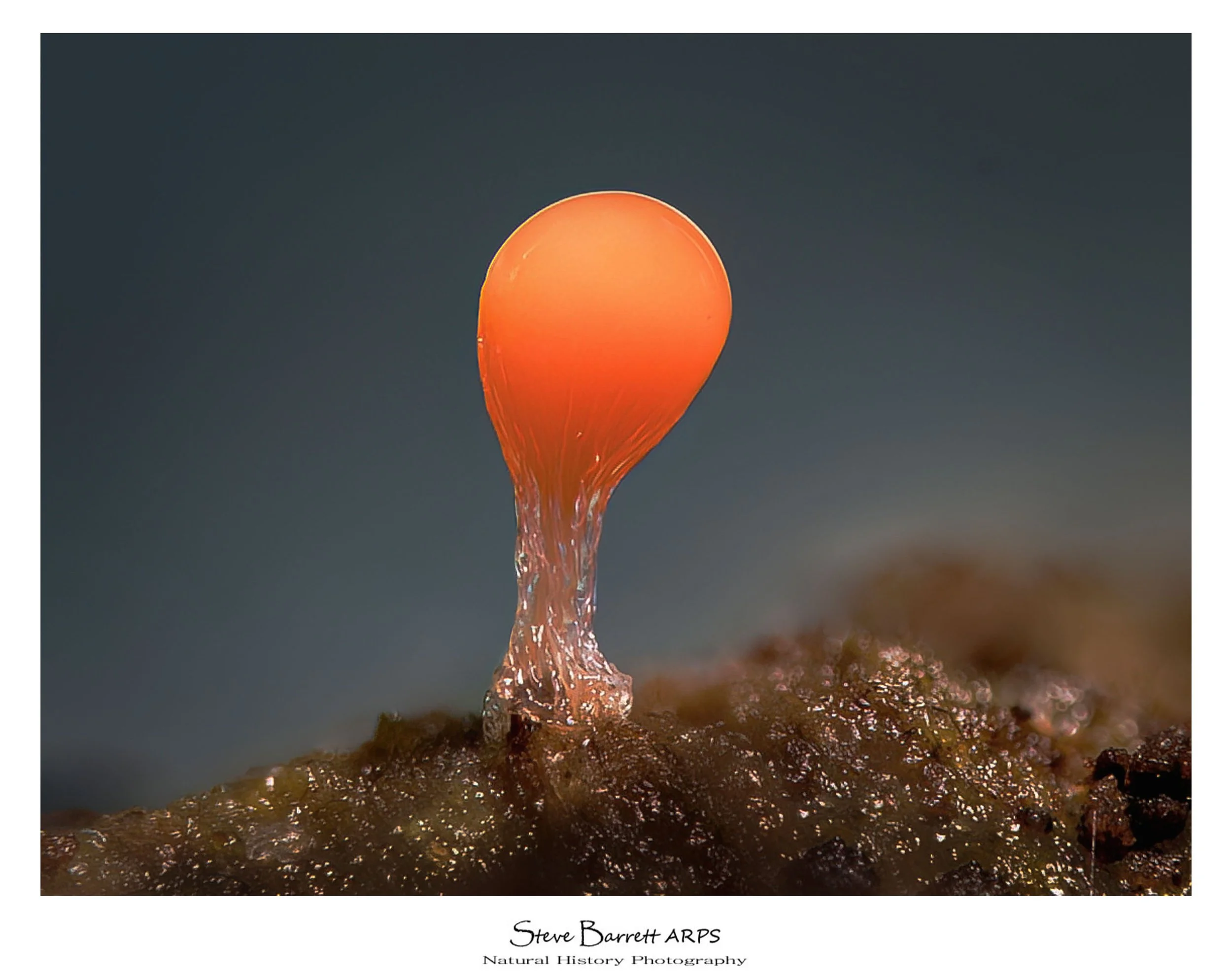 Slime Mold