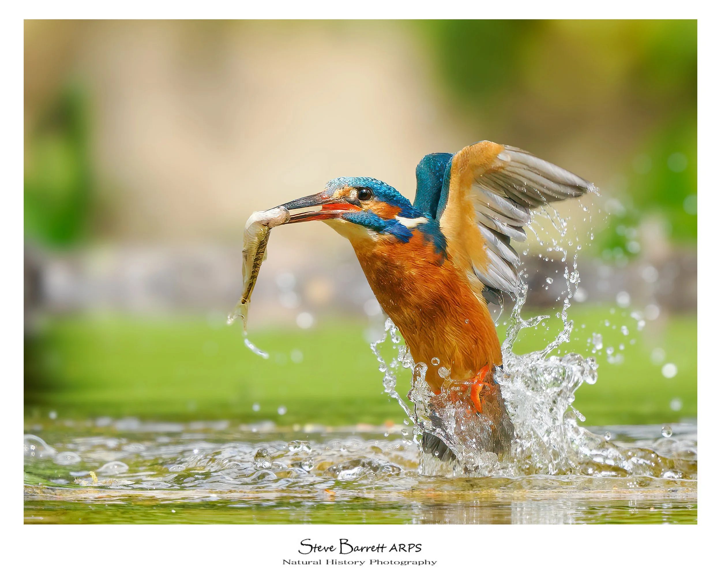 Kingfisher