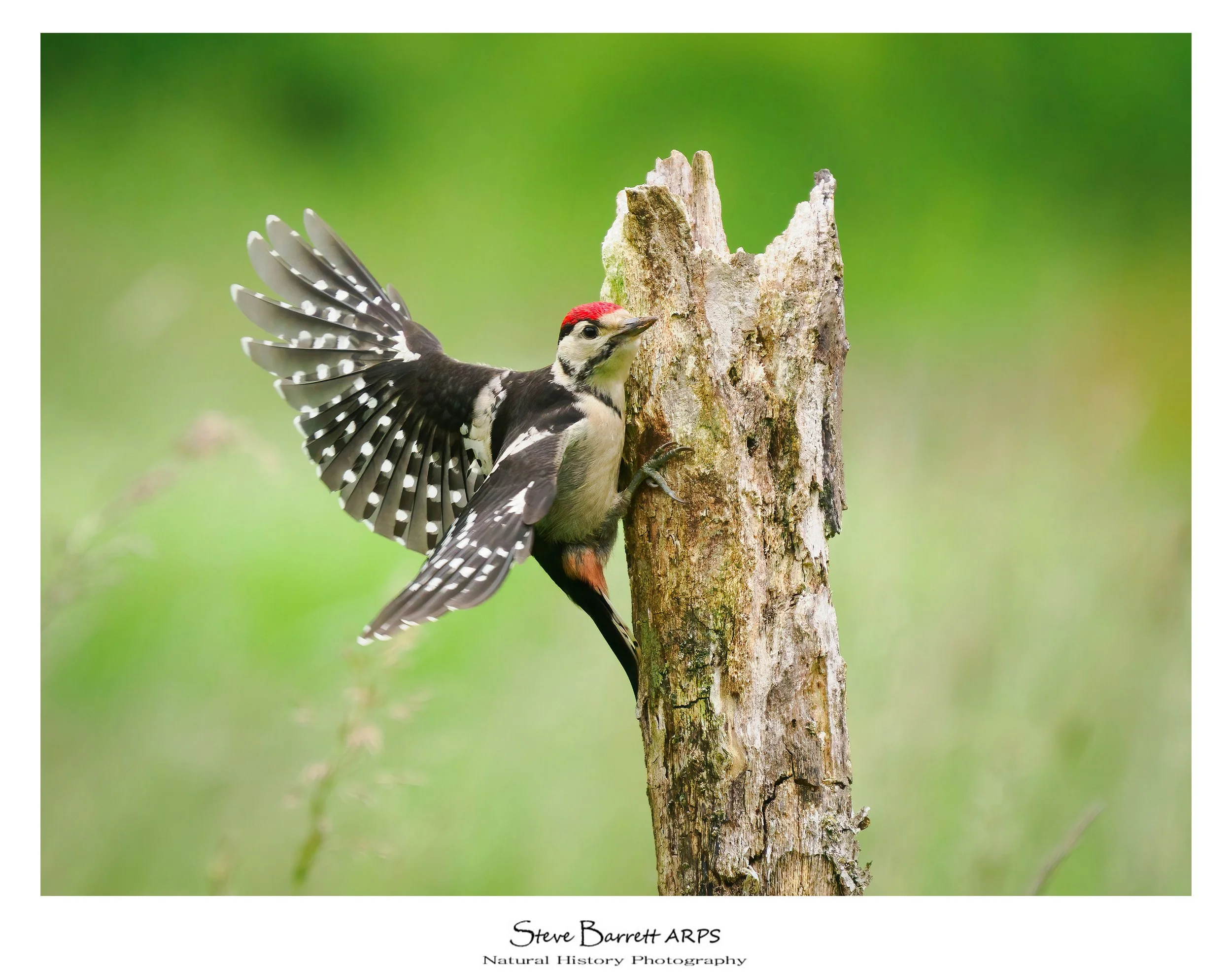 Great Spotted Woodpecker