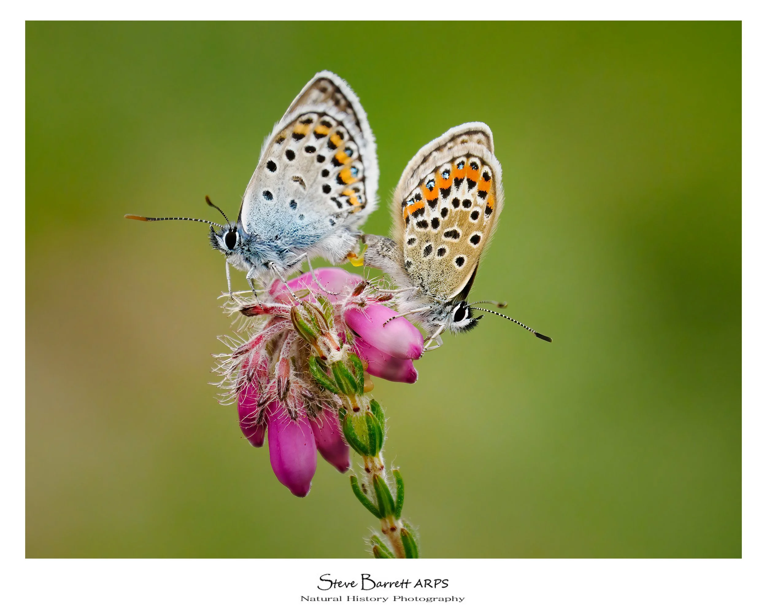Silver Studded Blue