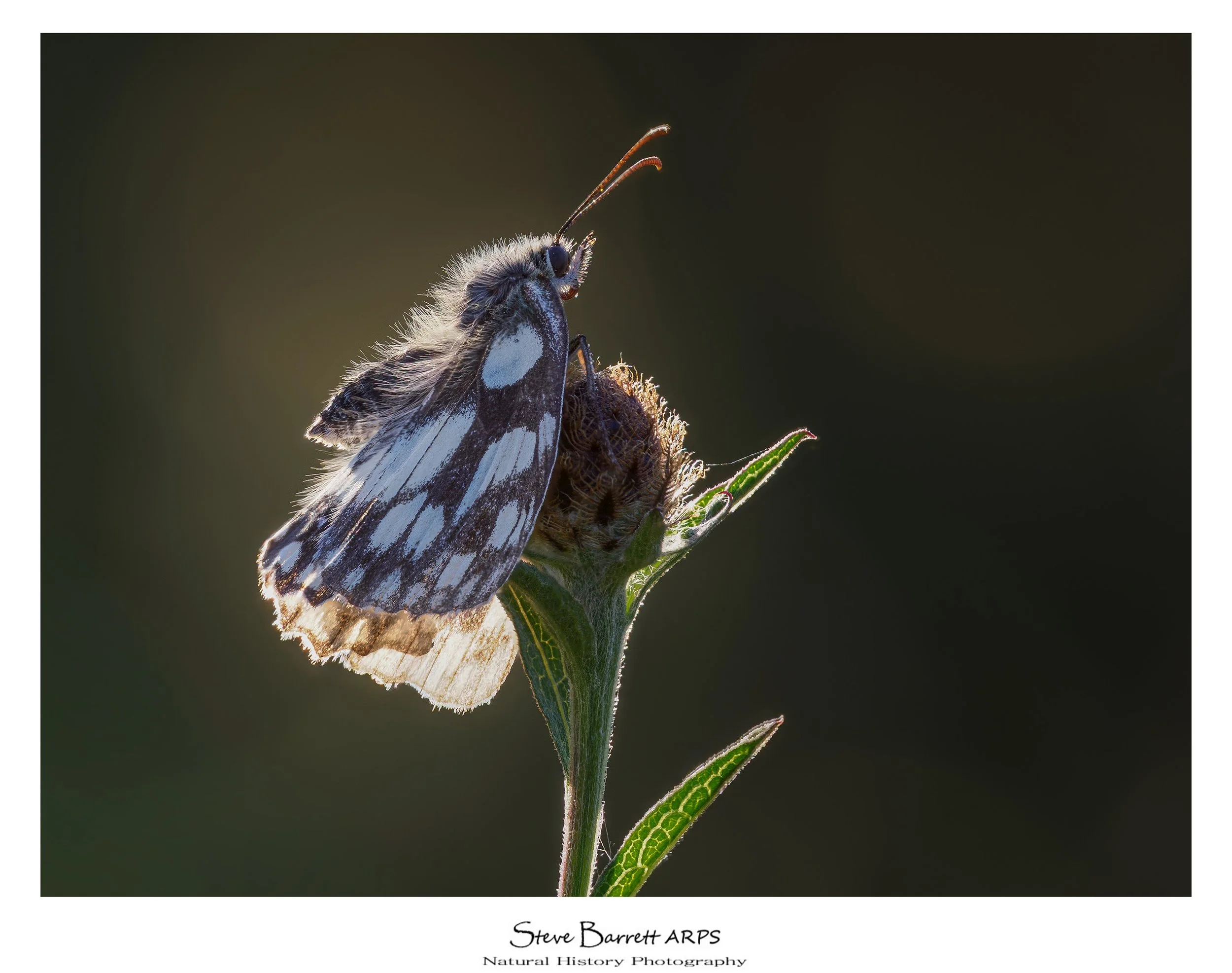 Marbled White
