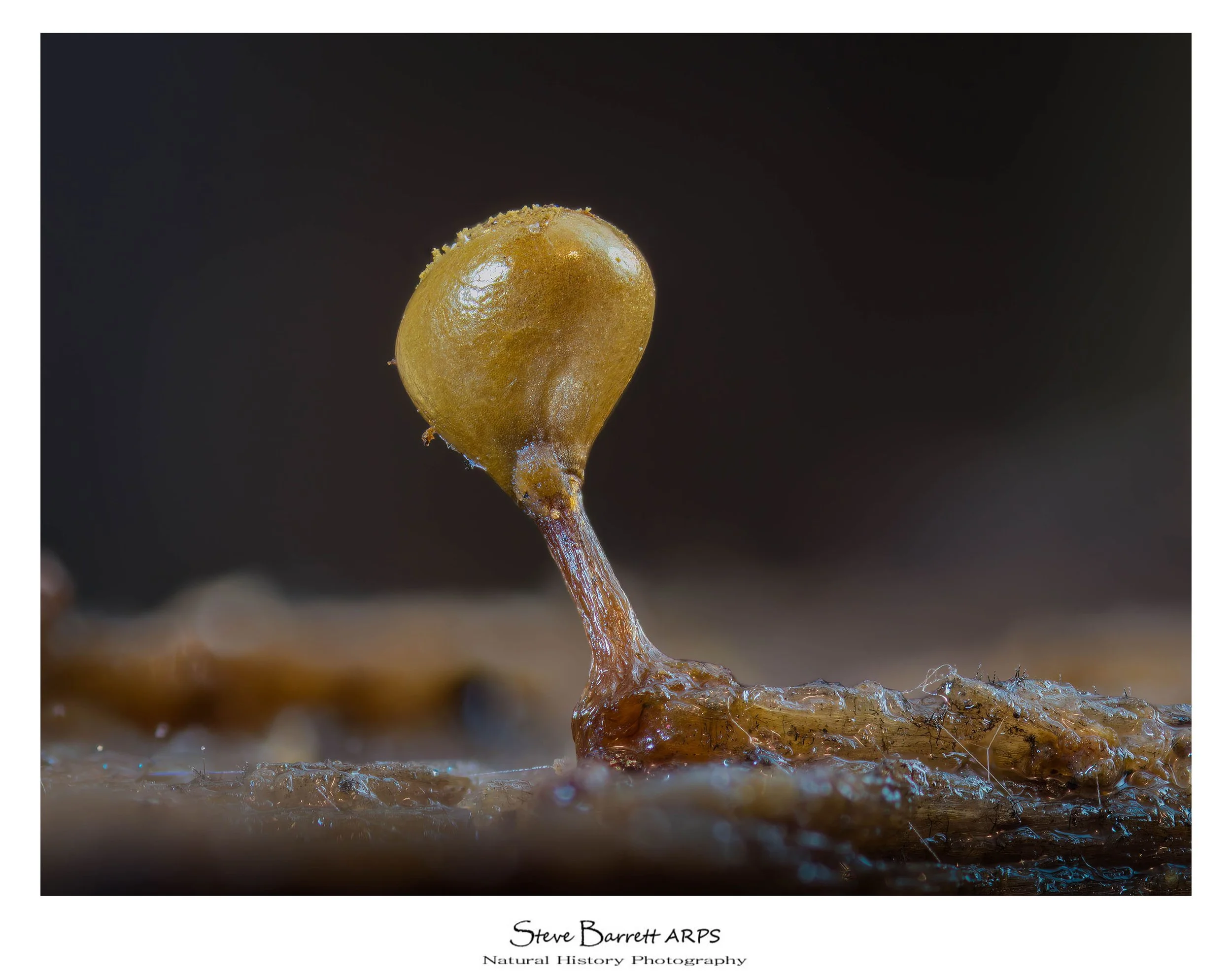 Slime Mold