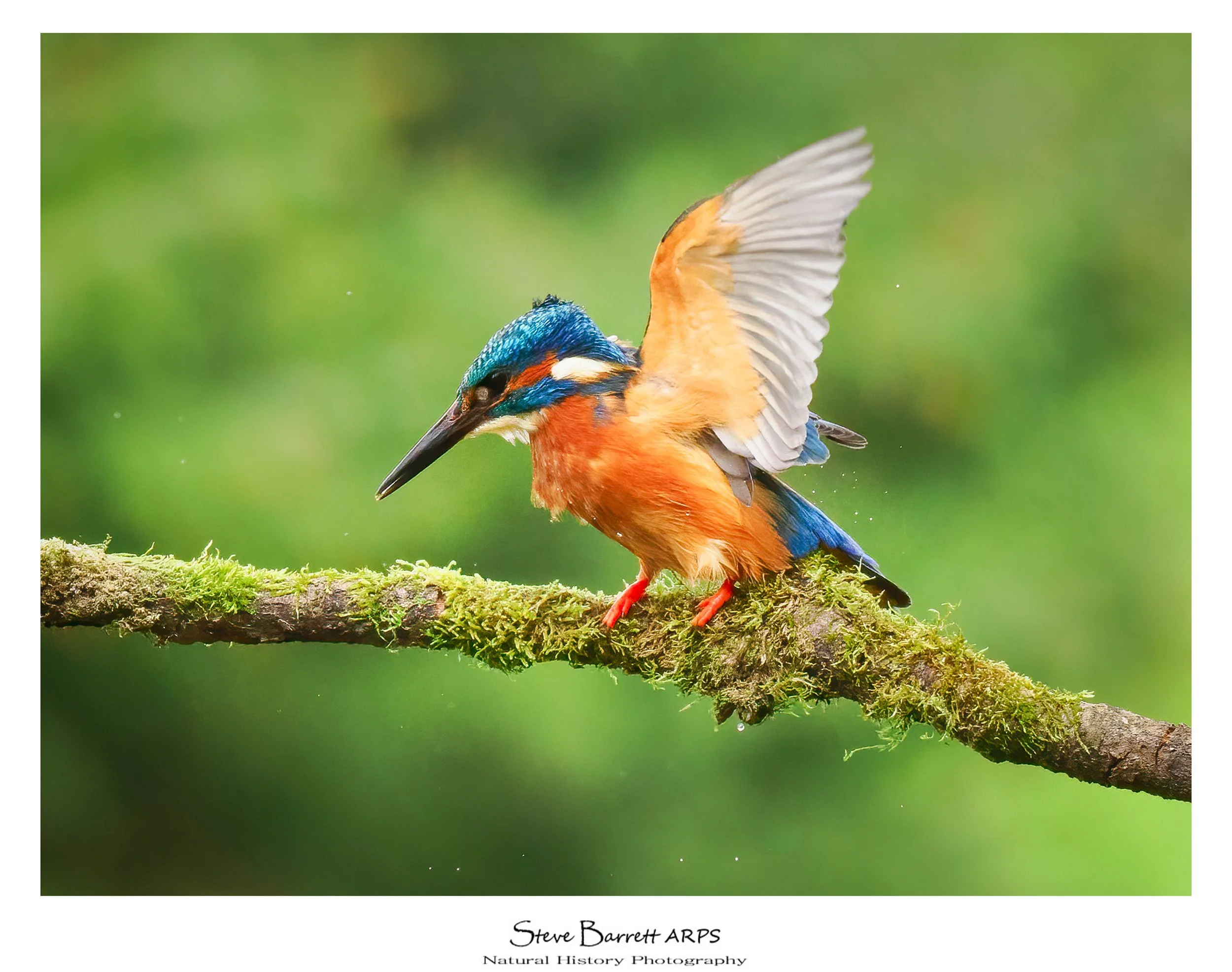 Kingfisher