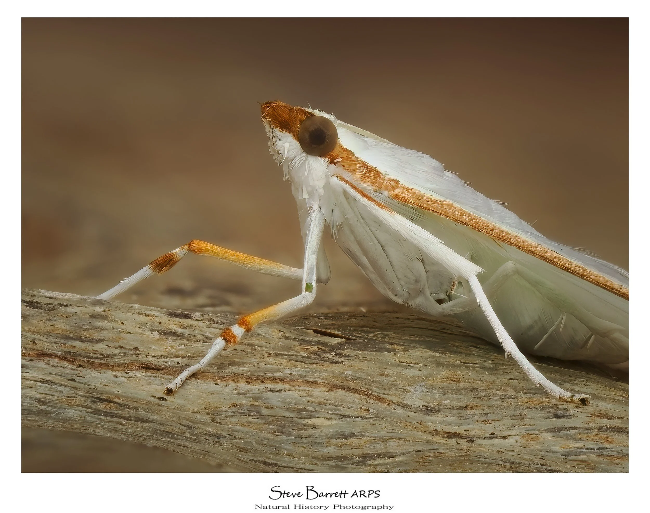 Palpita vitrealis