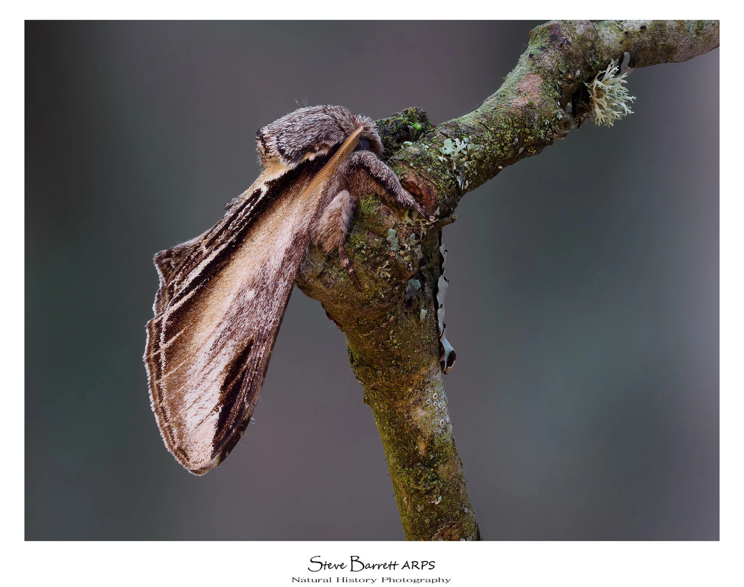 Swallow Prominent