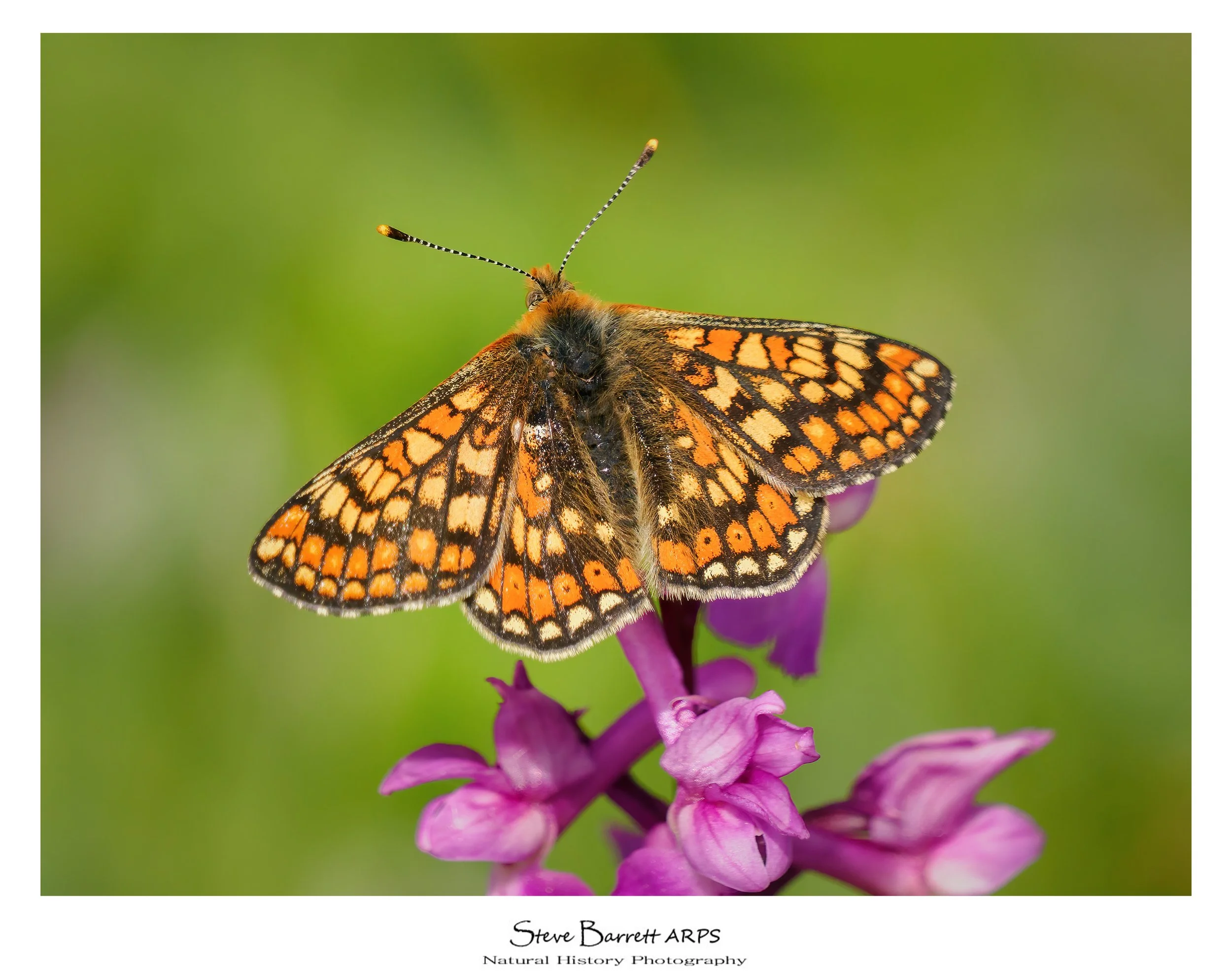 Marsh Fritillary