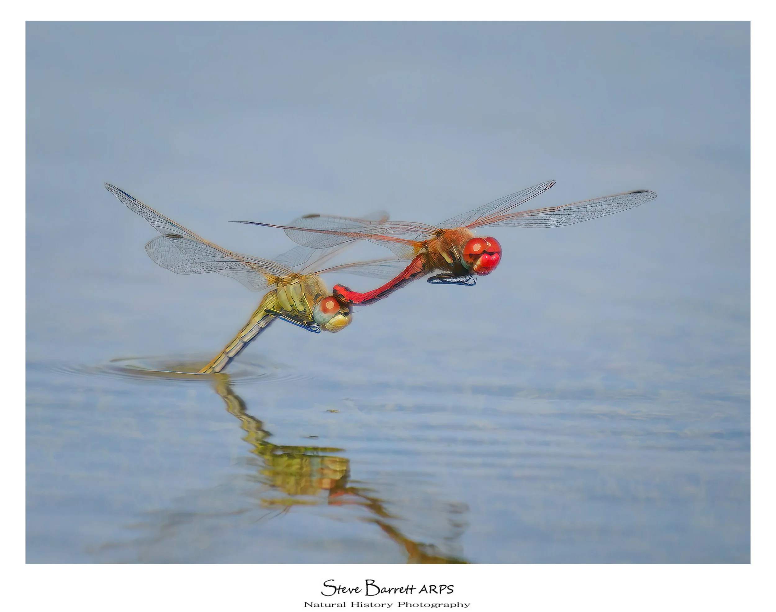Red Veined Darter