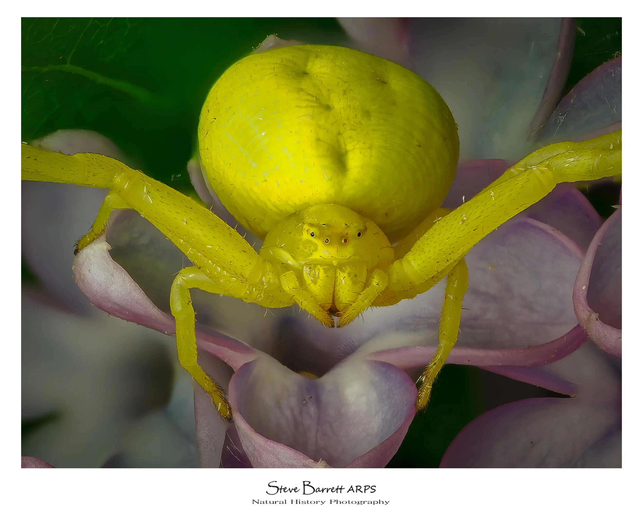 Flower Crab Spider