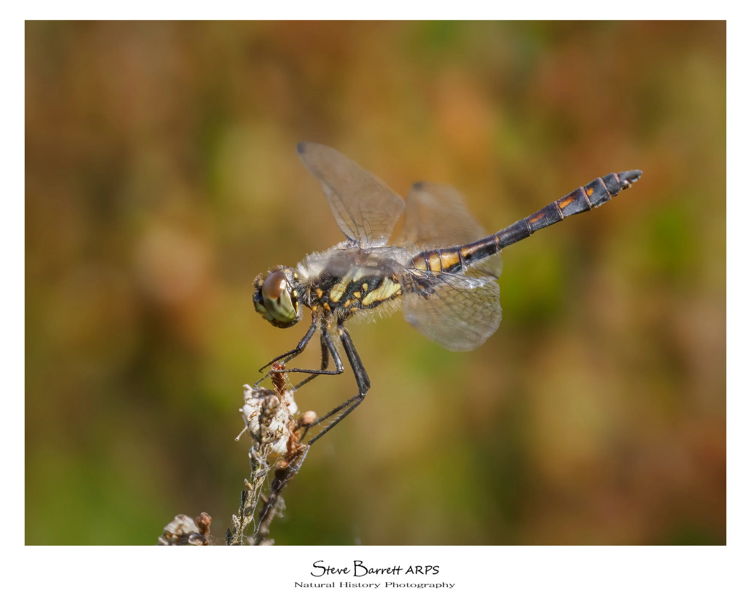Black Darter
