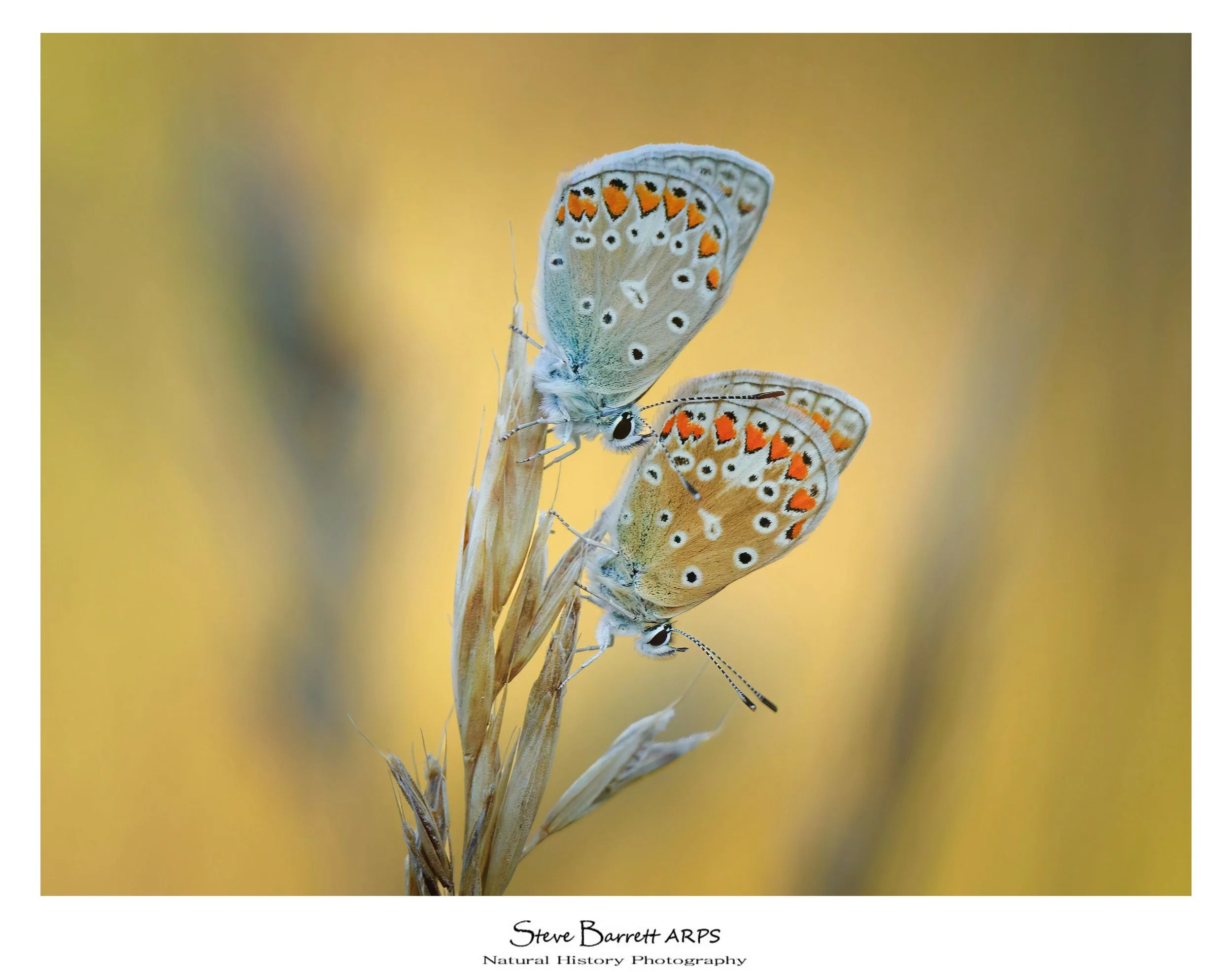 Chalk Hill Blue