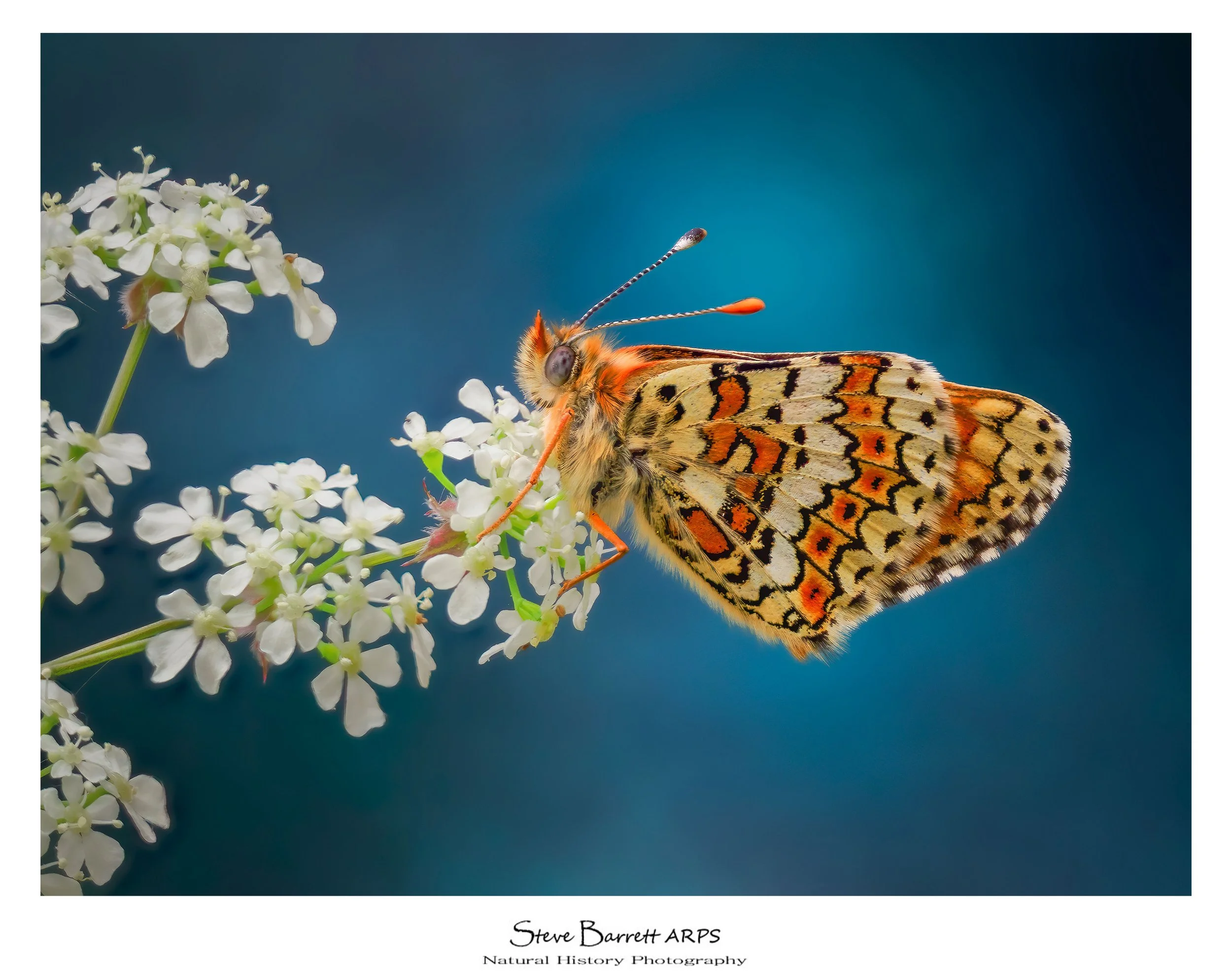 Glanville Fritillary