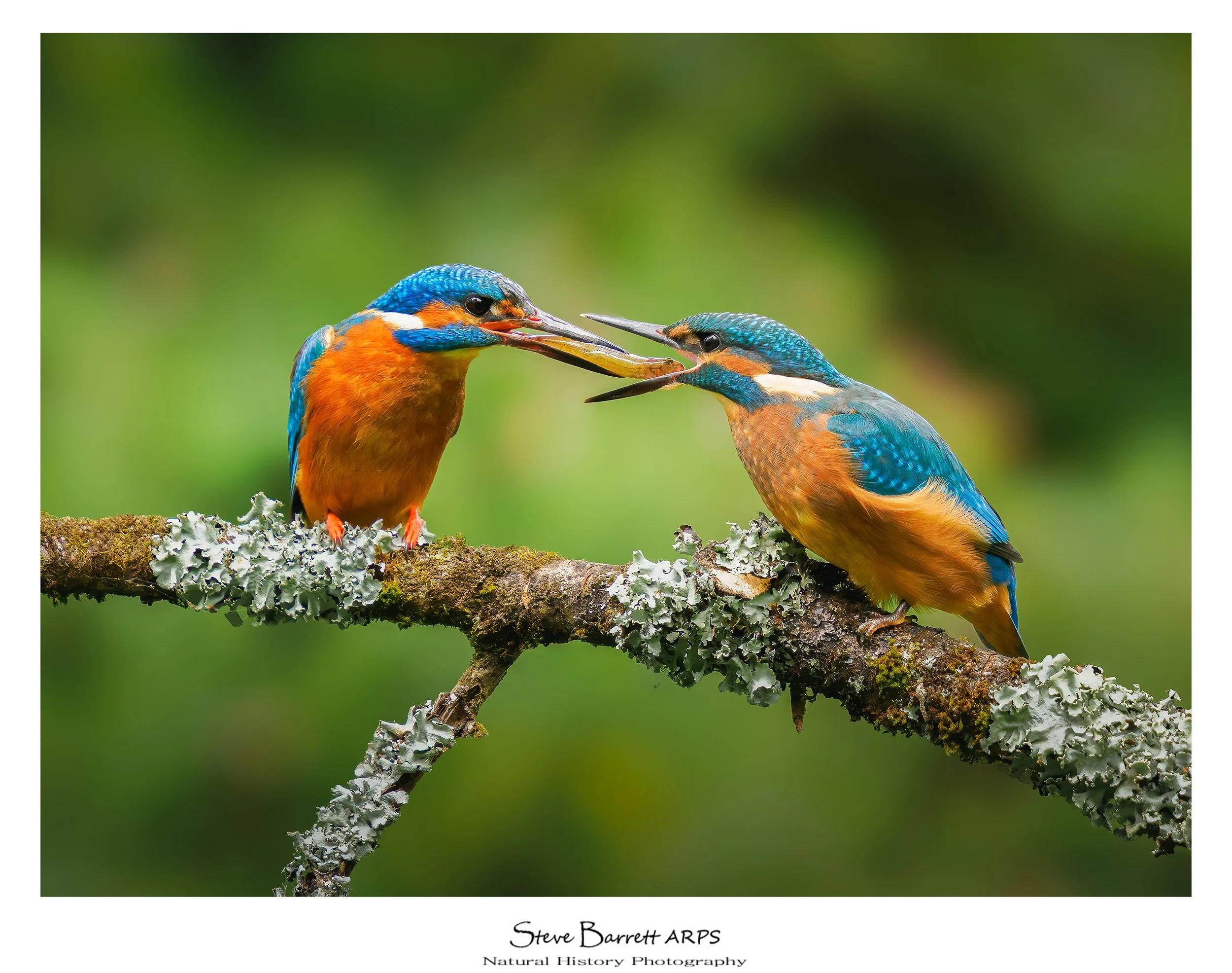 Kingfisher