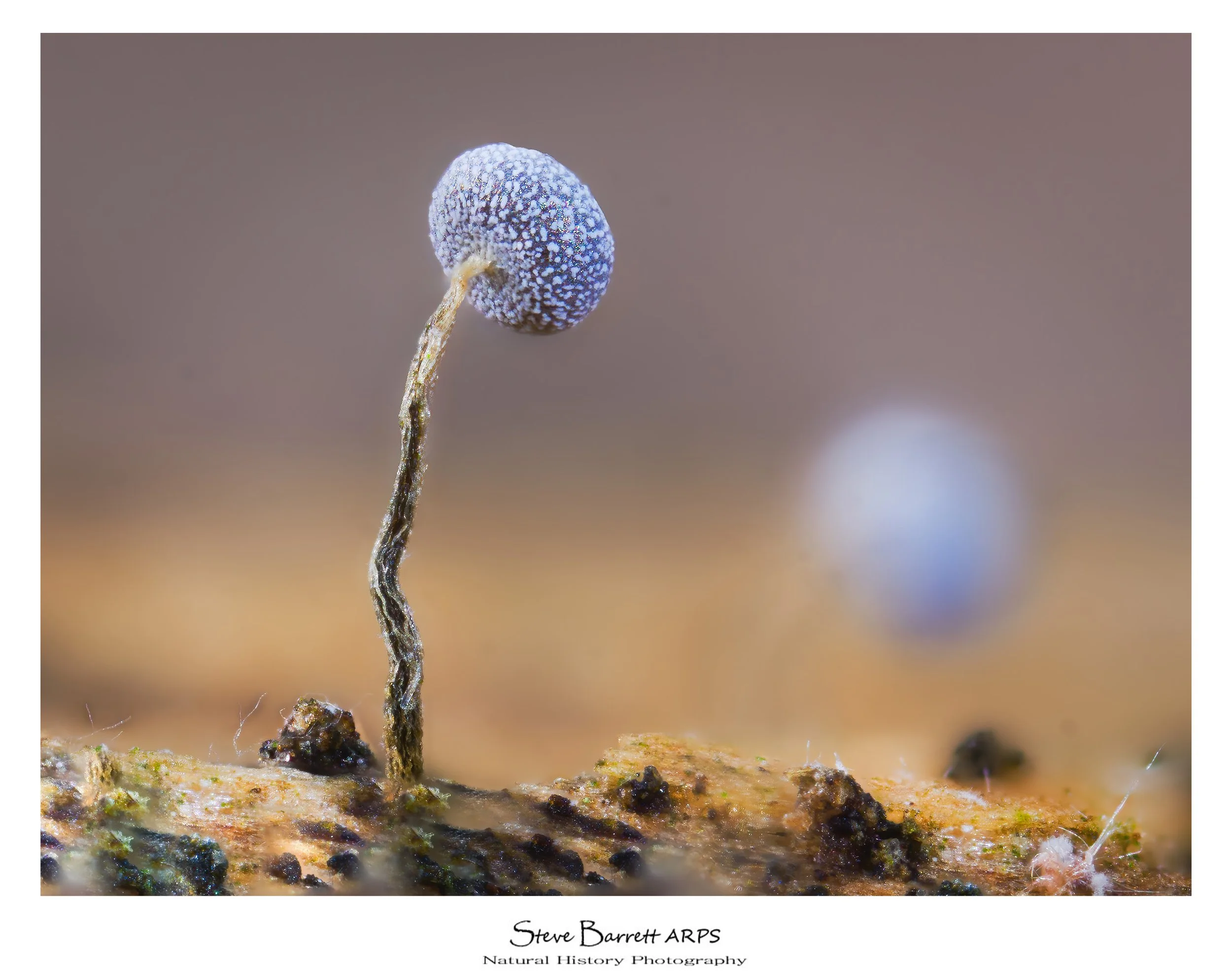 Slime Mold