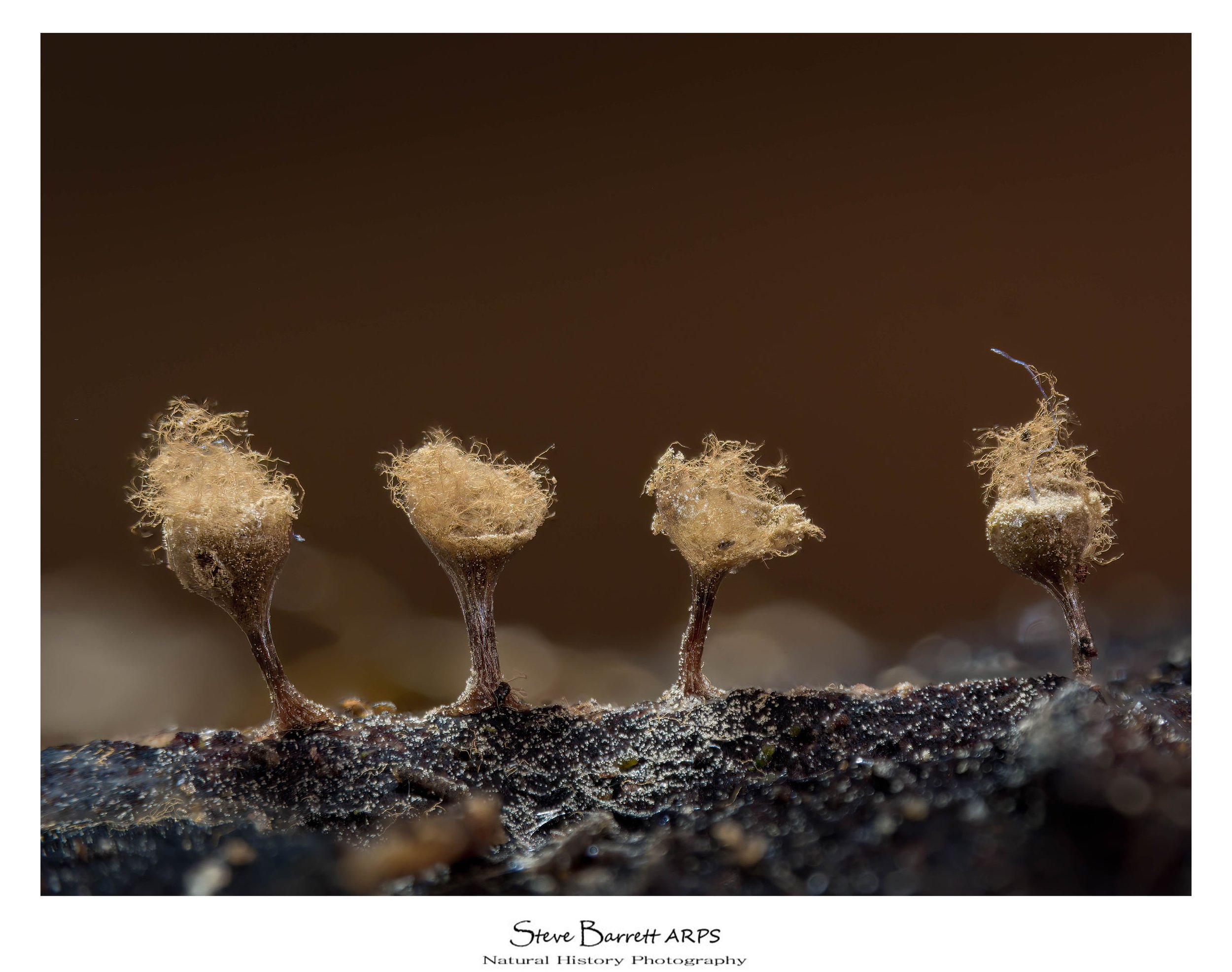 Slime Mold