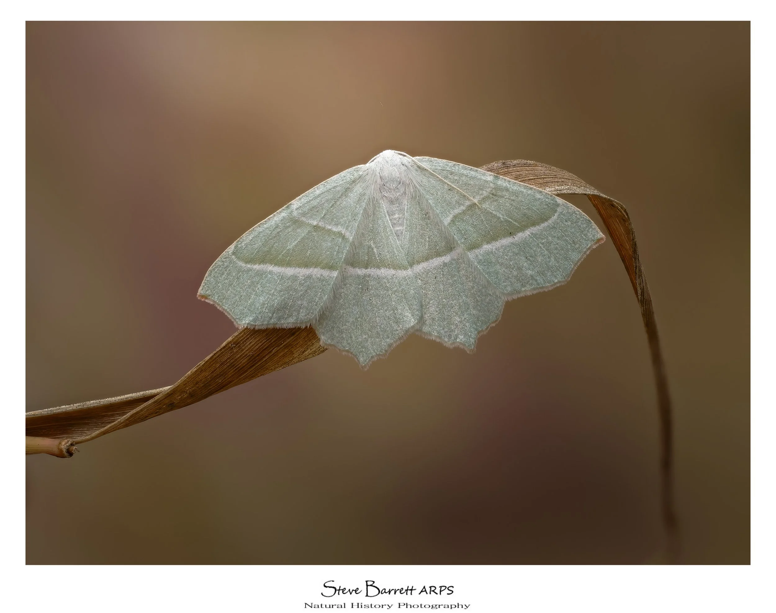 Light Emerald